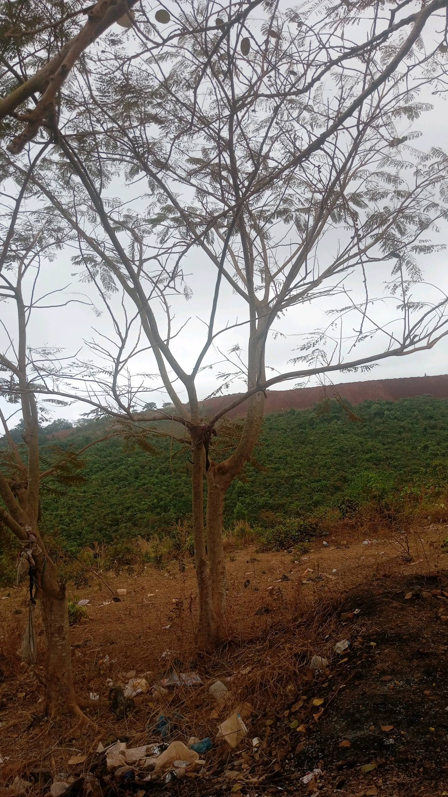 tree