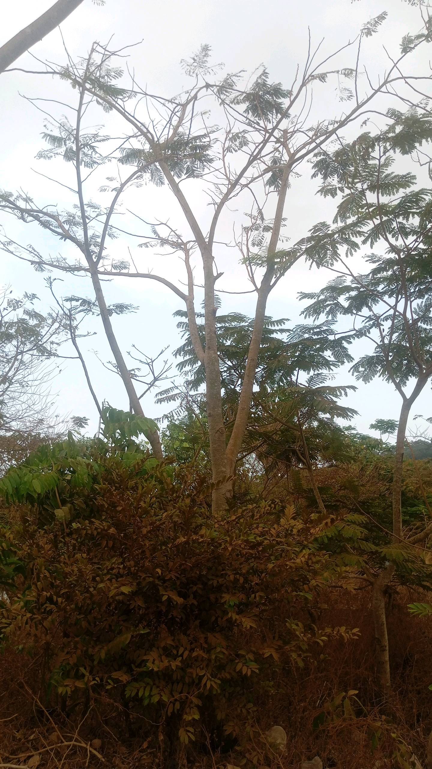 tree