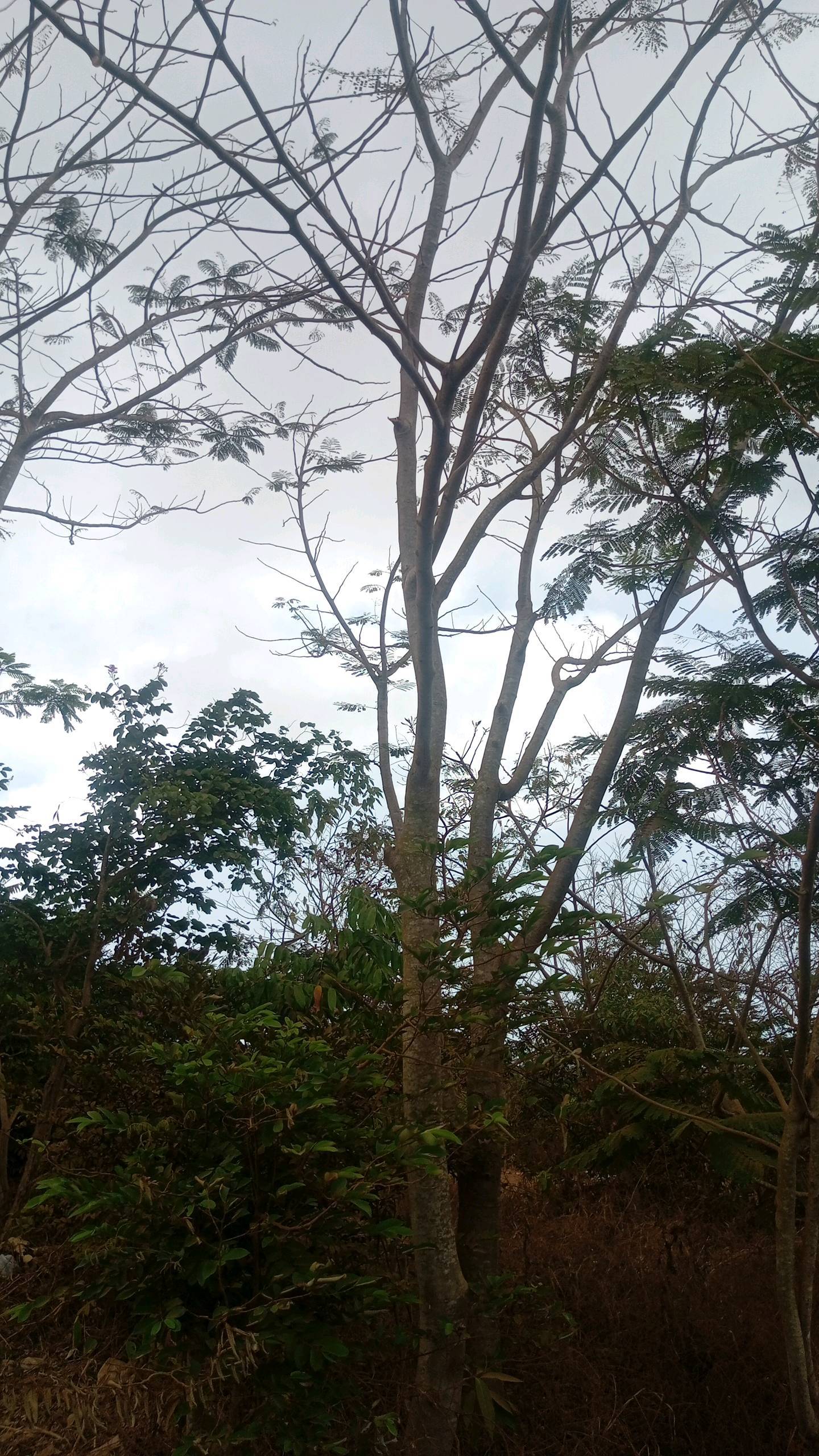 tree