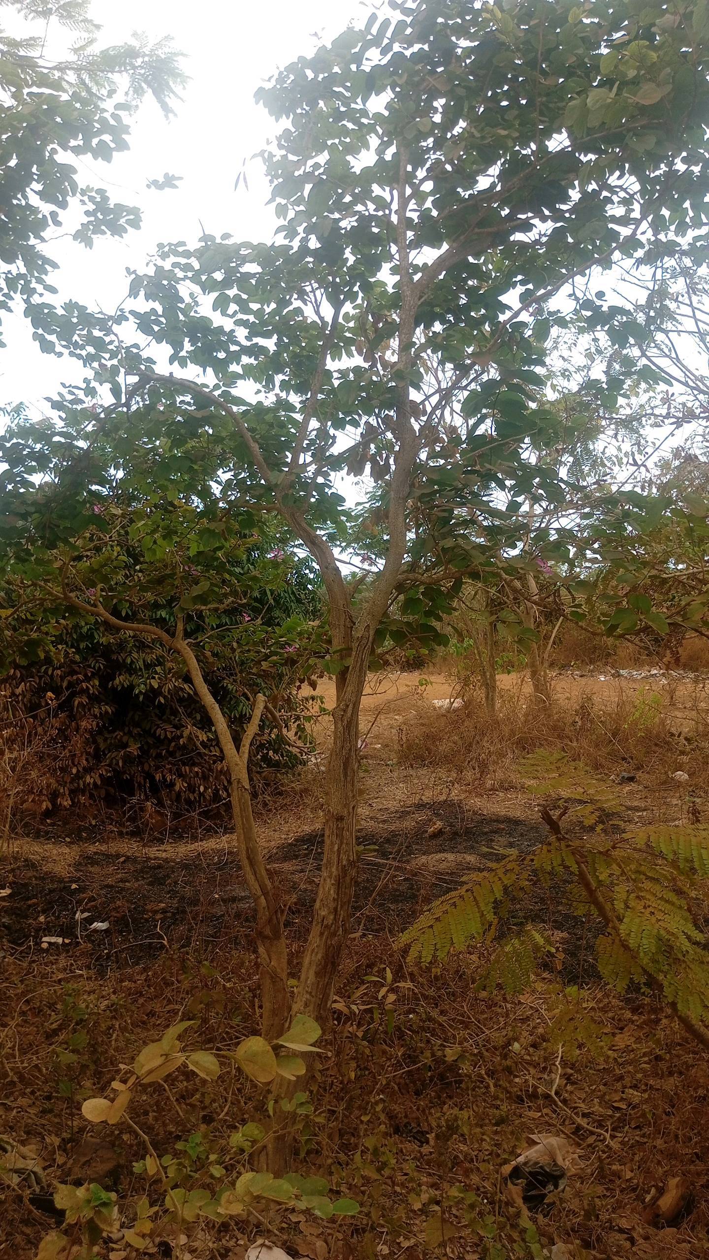 tree
