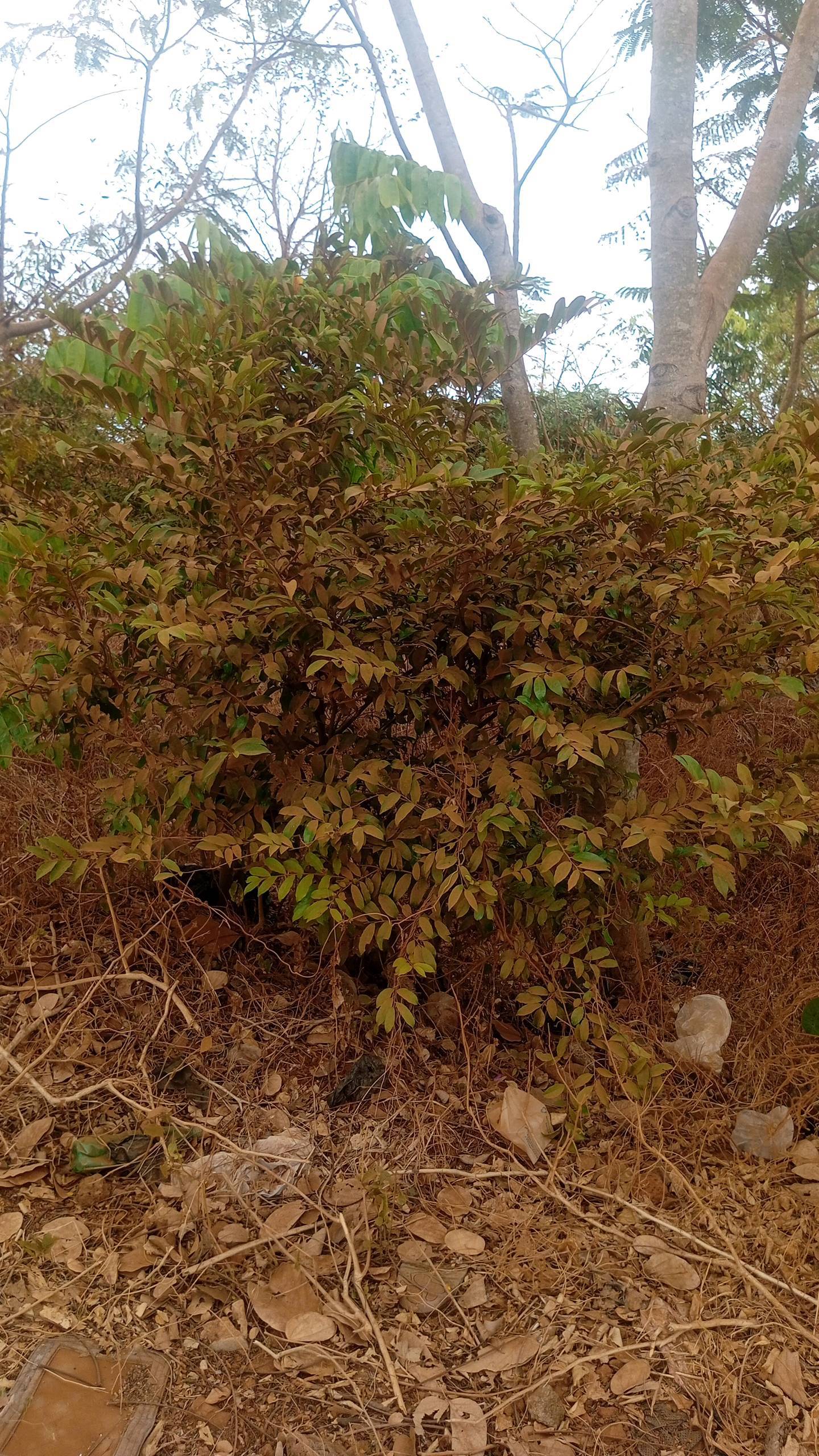 tree