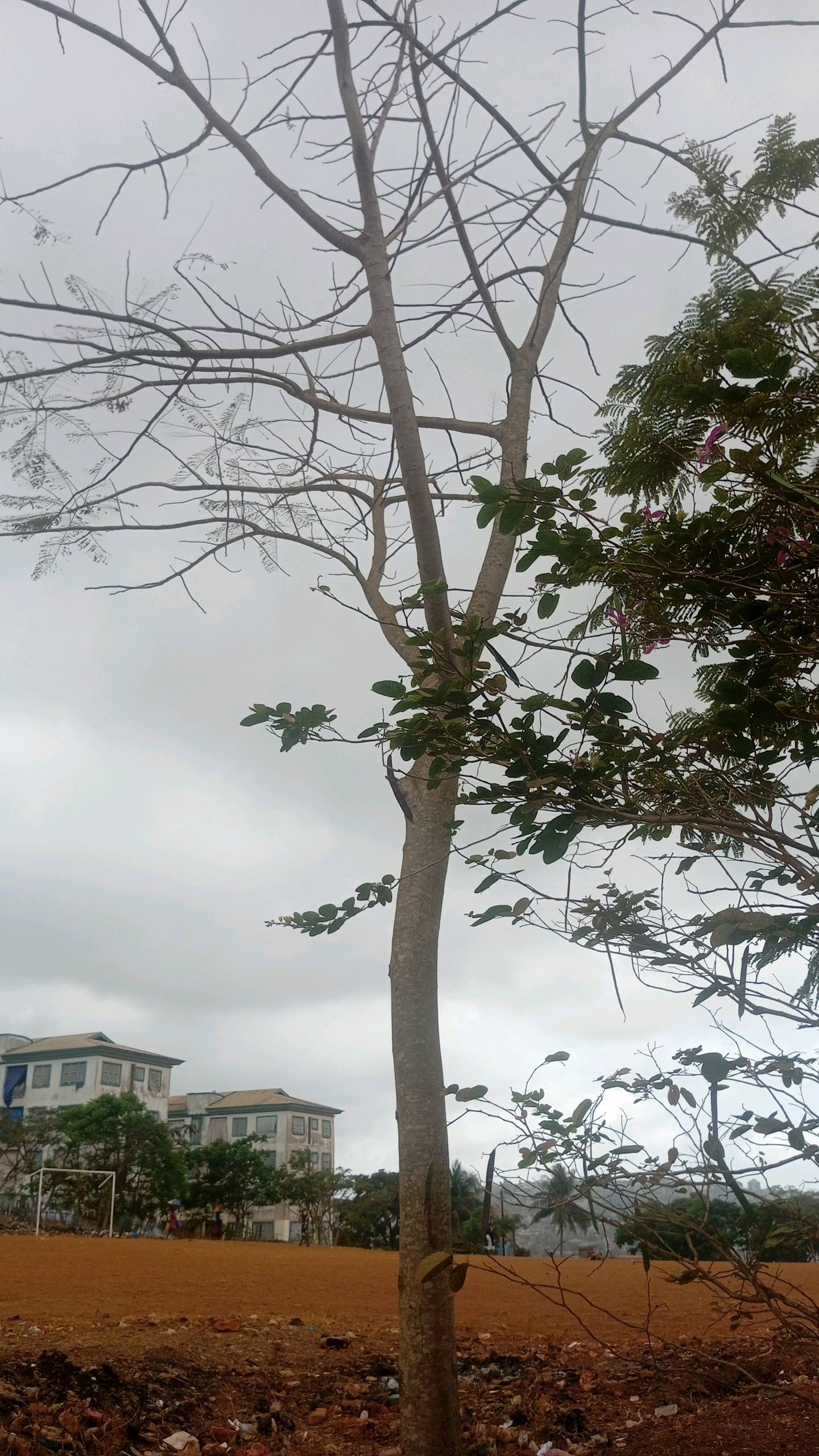 tree