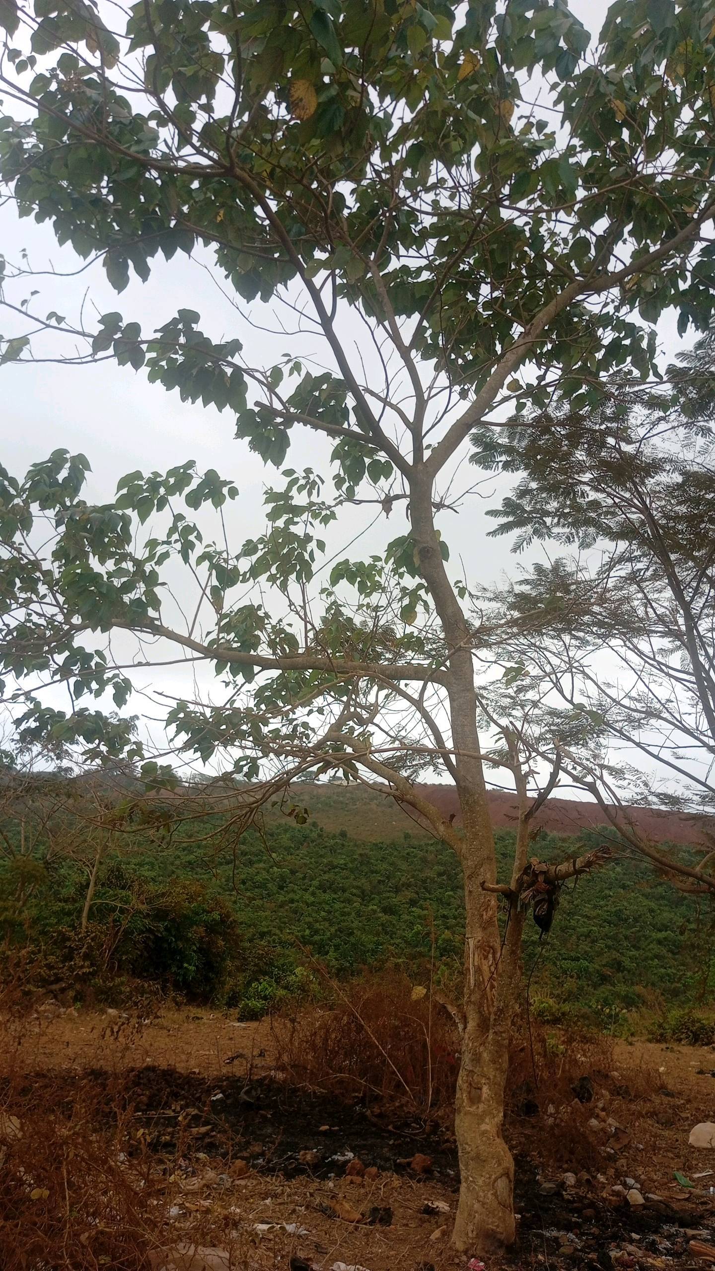 tree