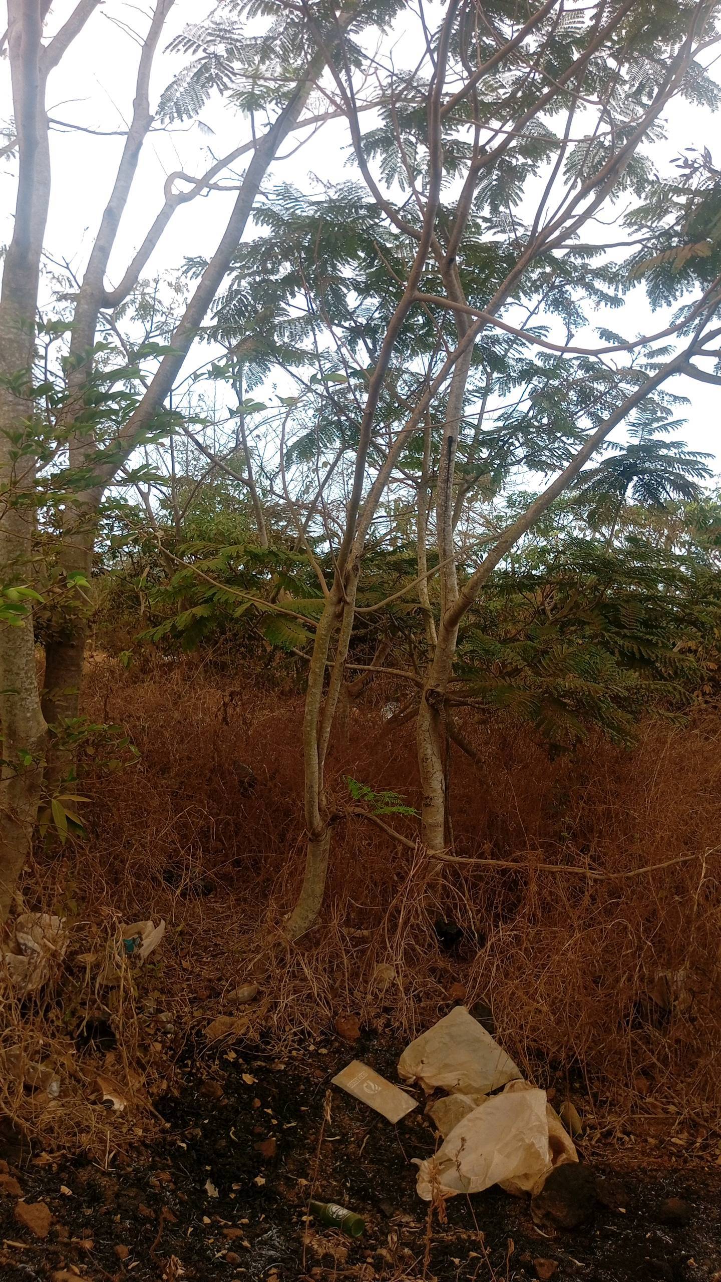 tree