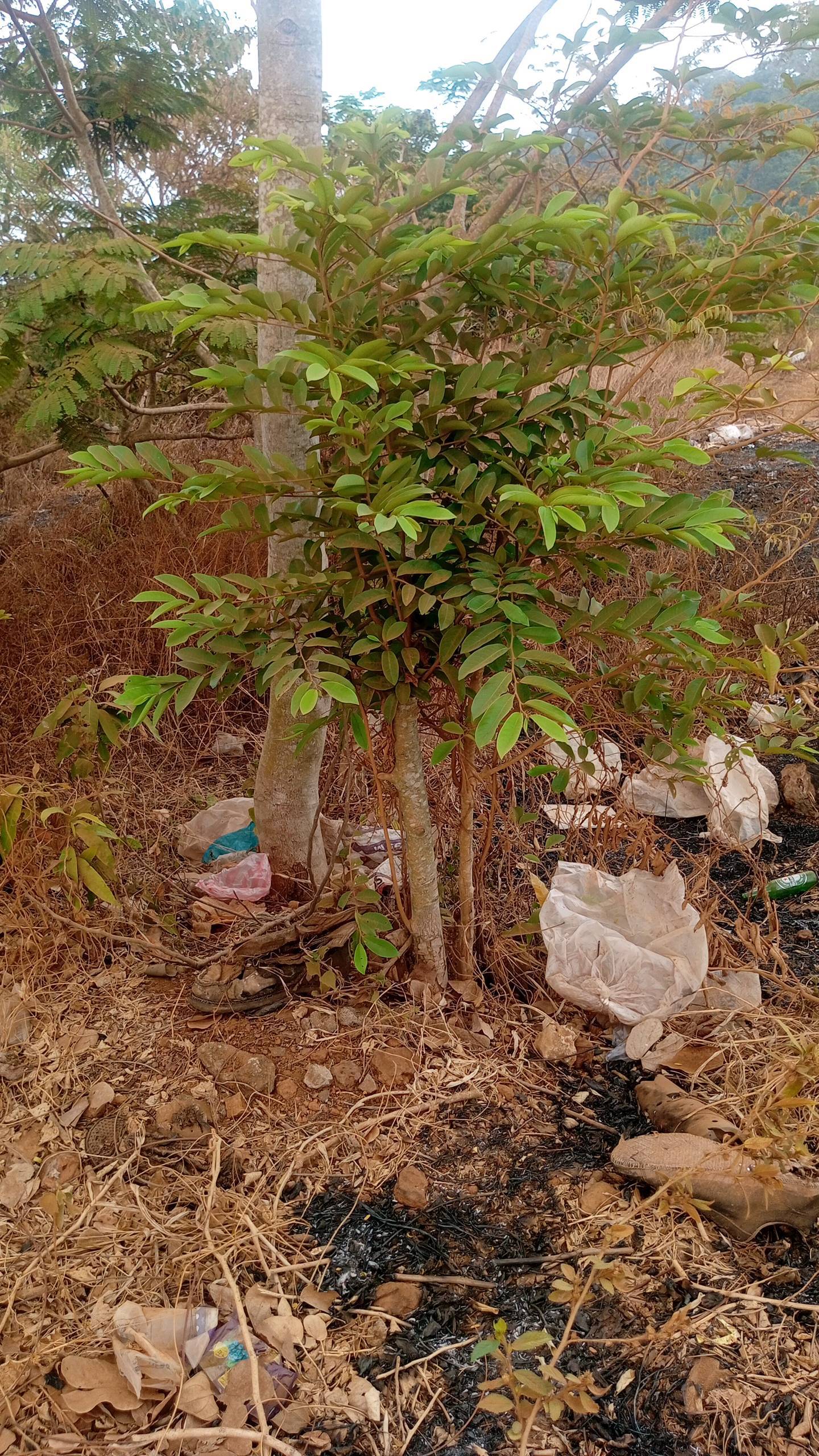 tree