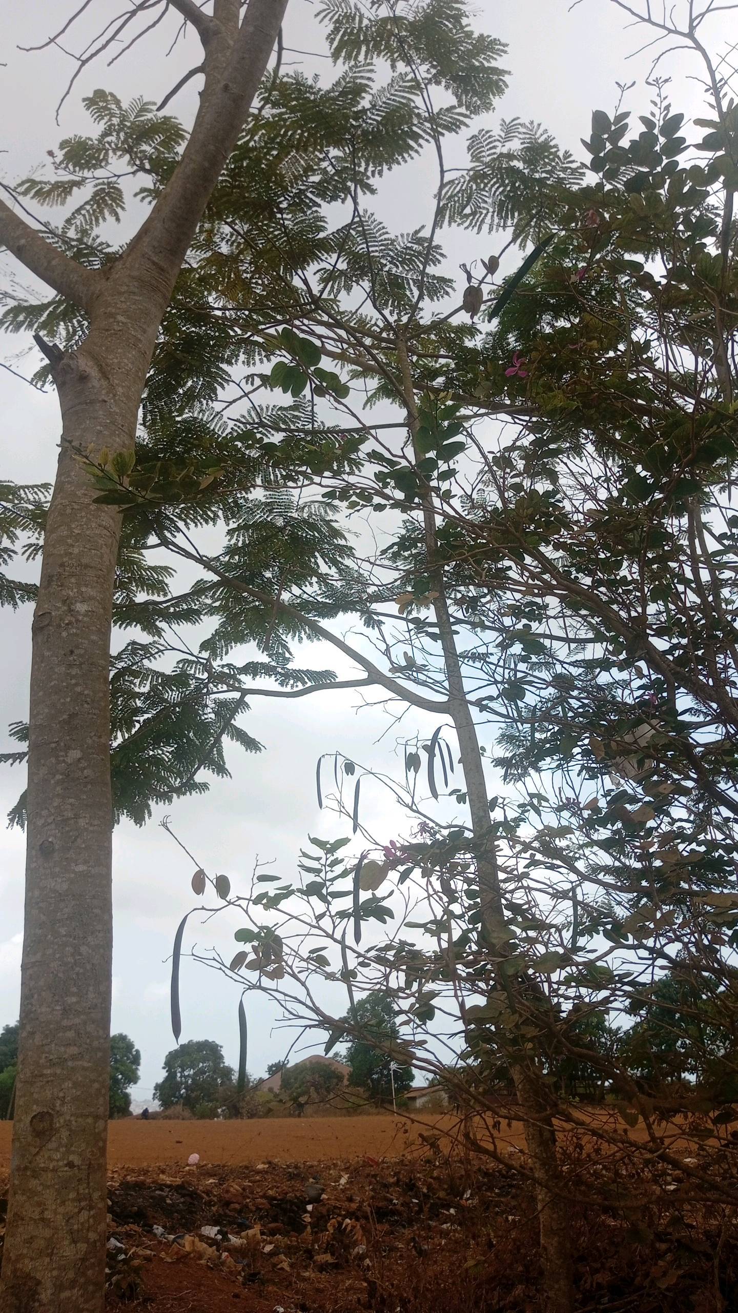 tree