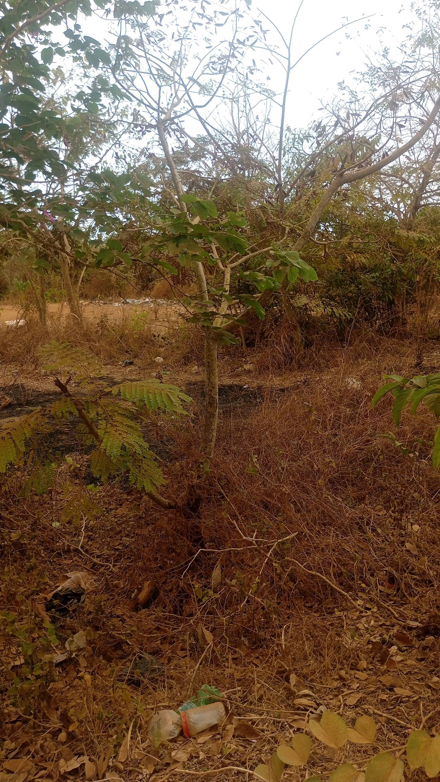 tree