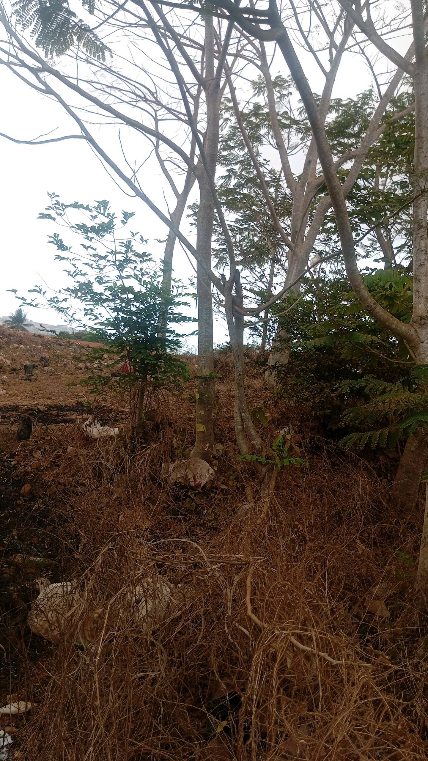 tree