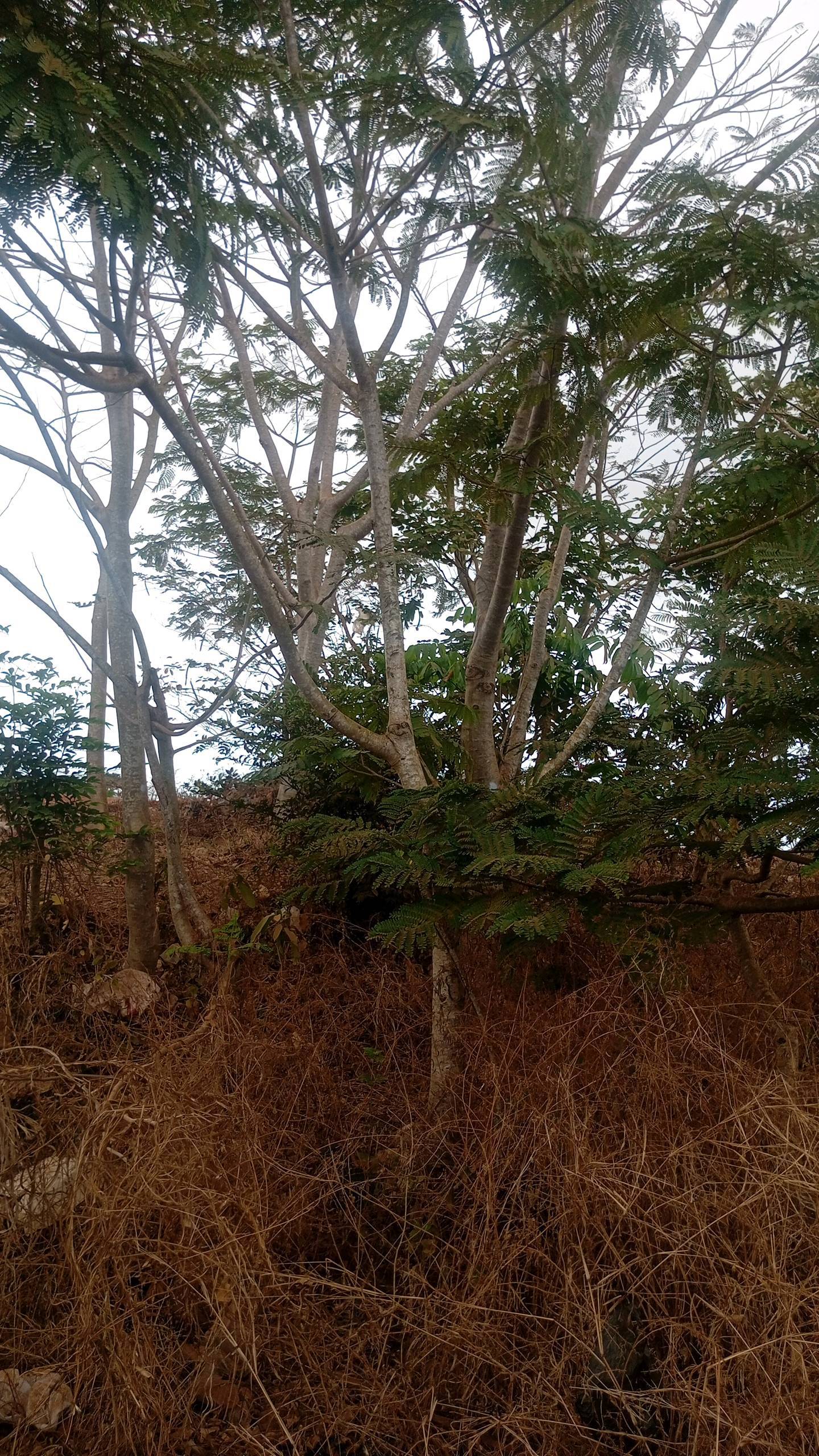 tree