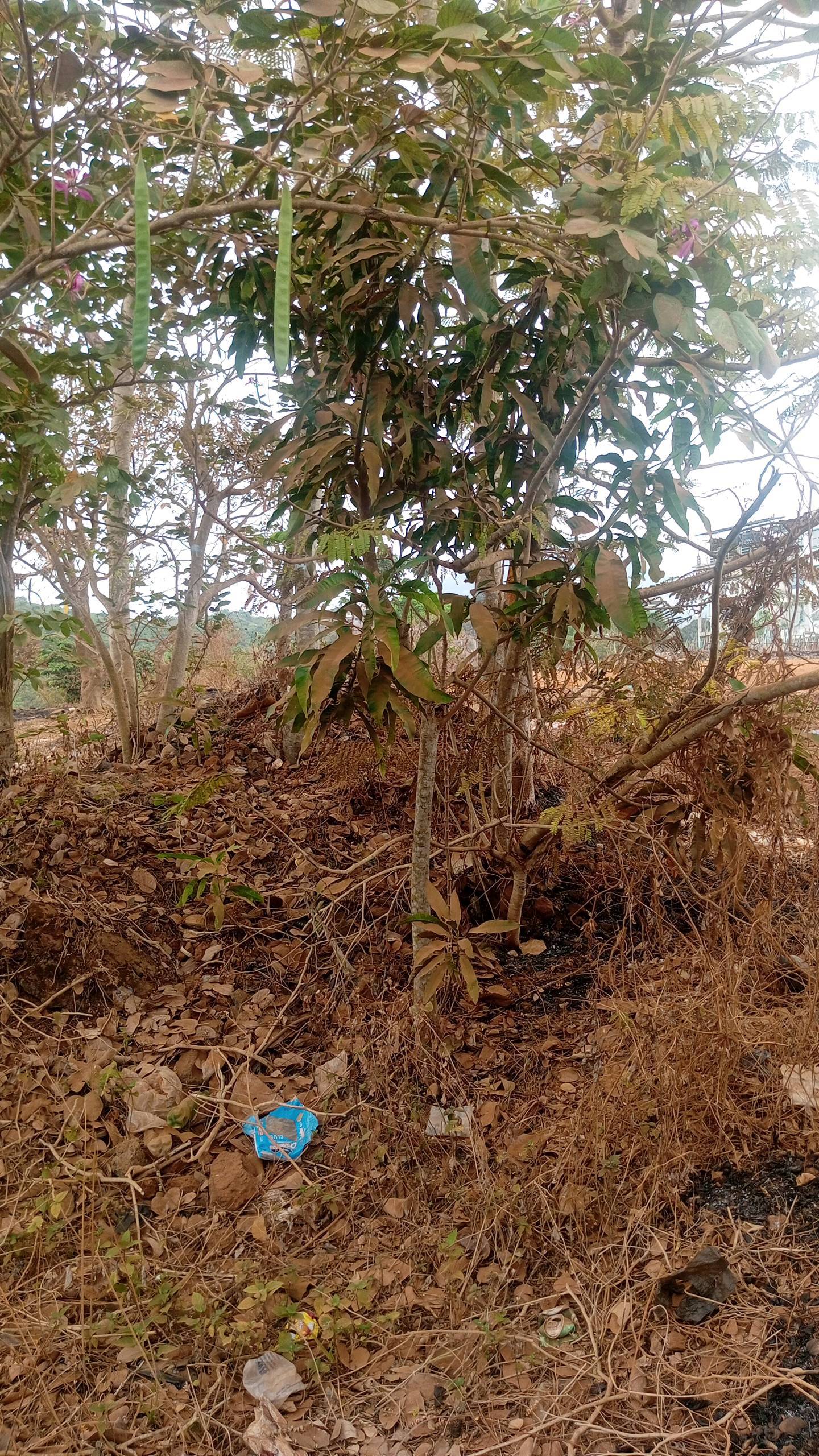tree