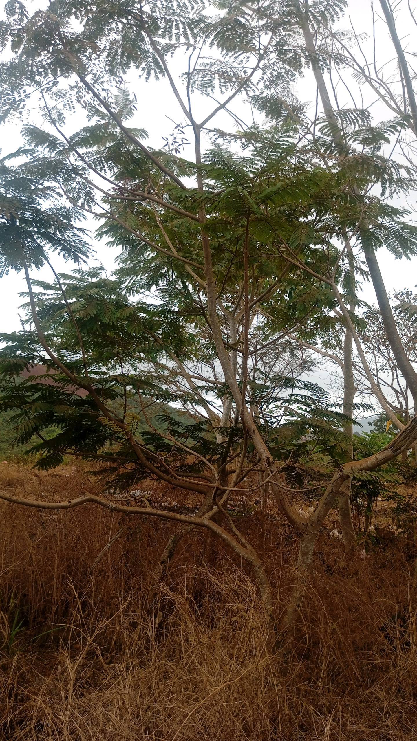 tree
