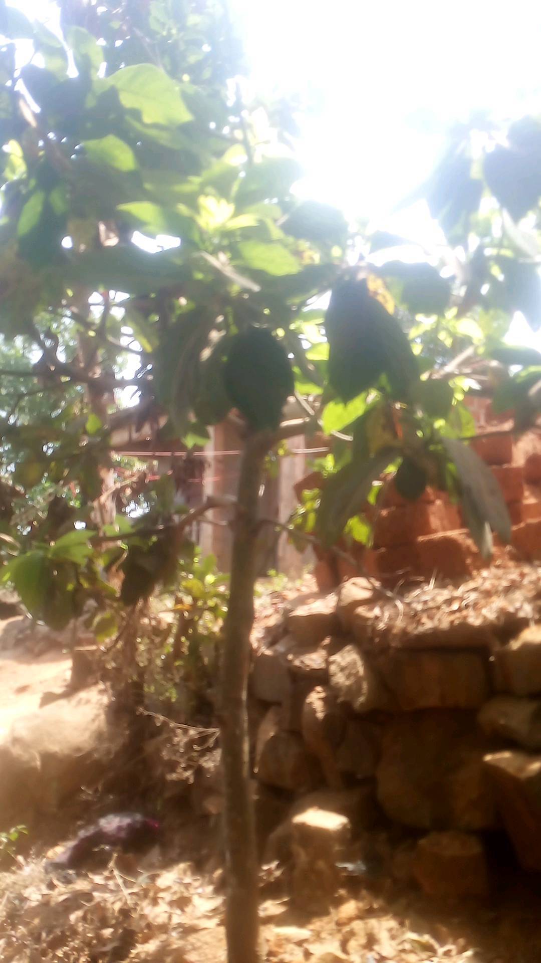 tree