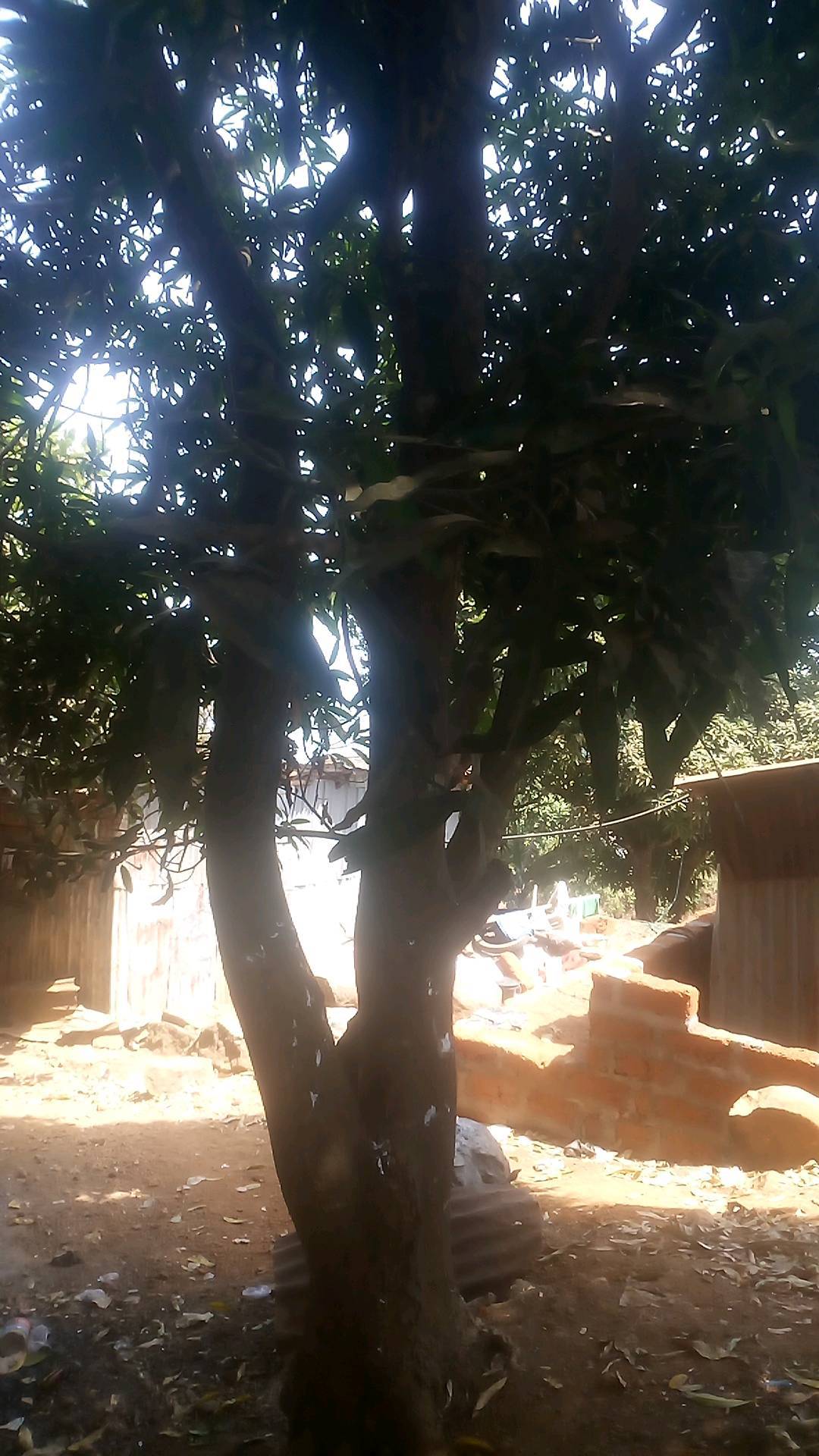 tree