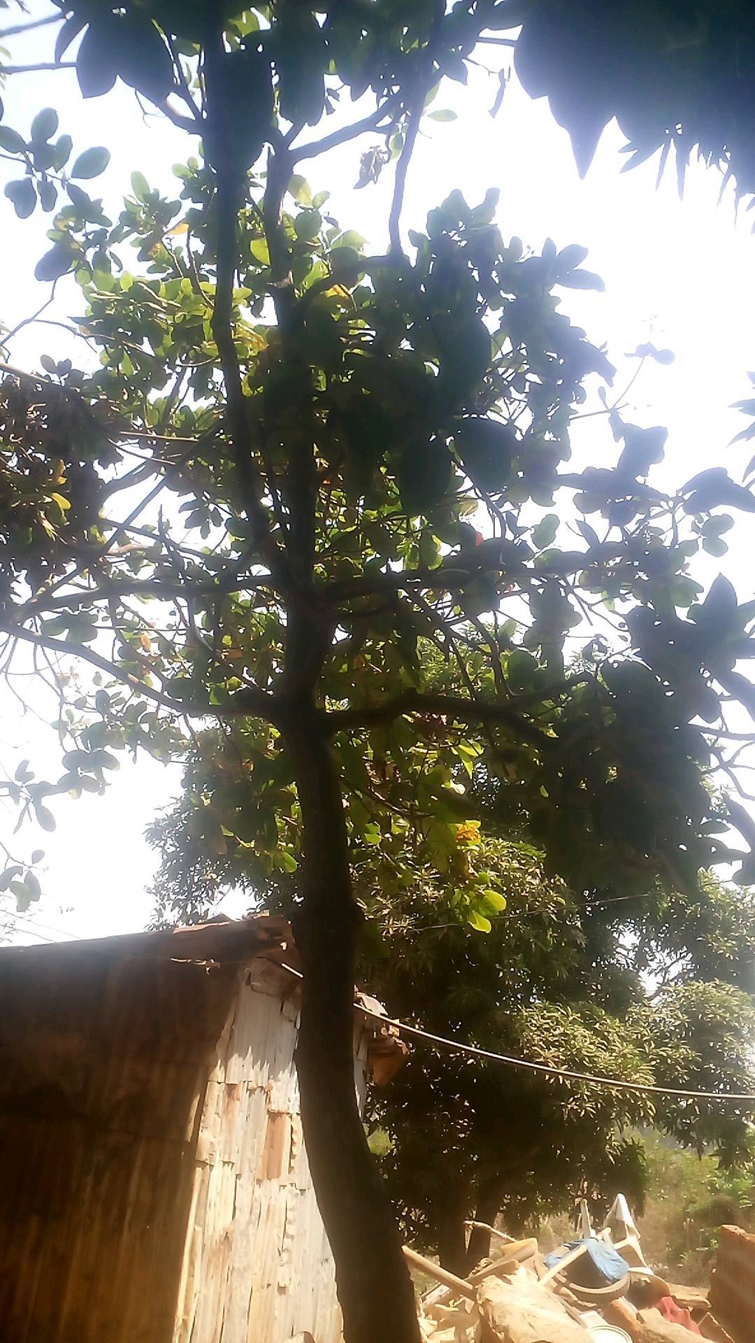 tree