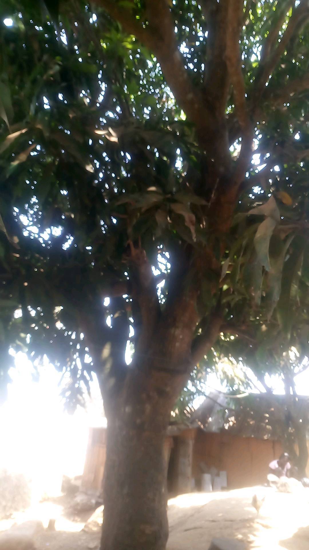 tree
