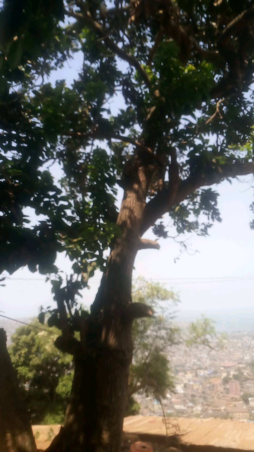 tree
