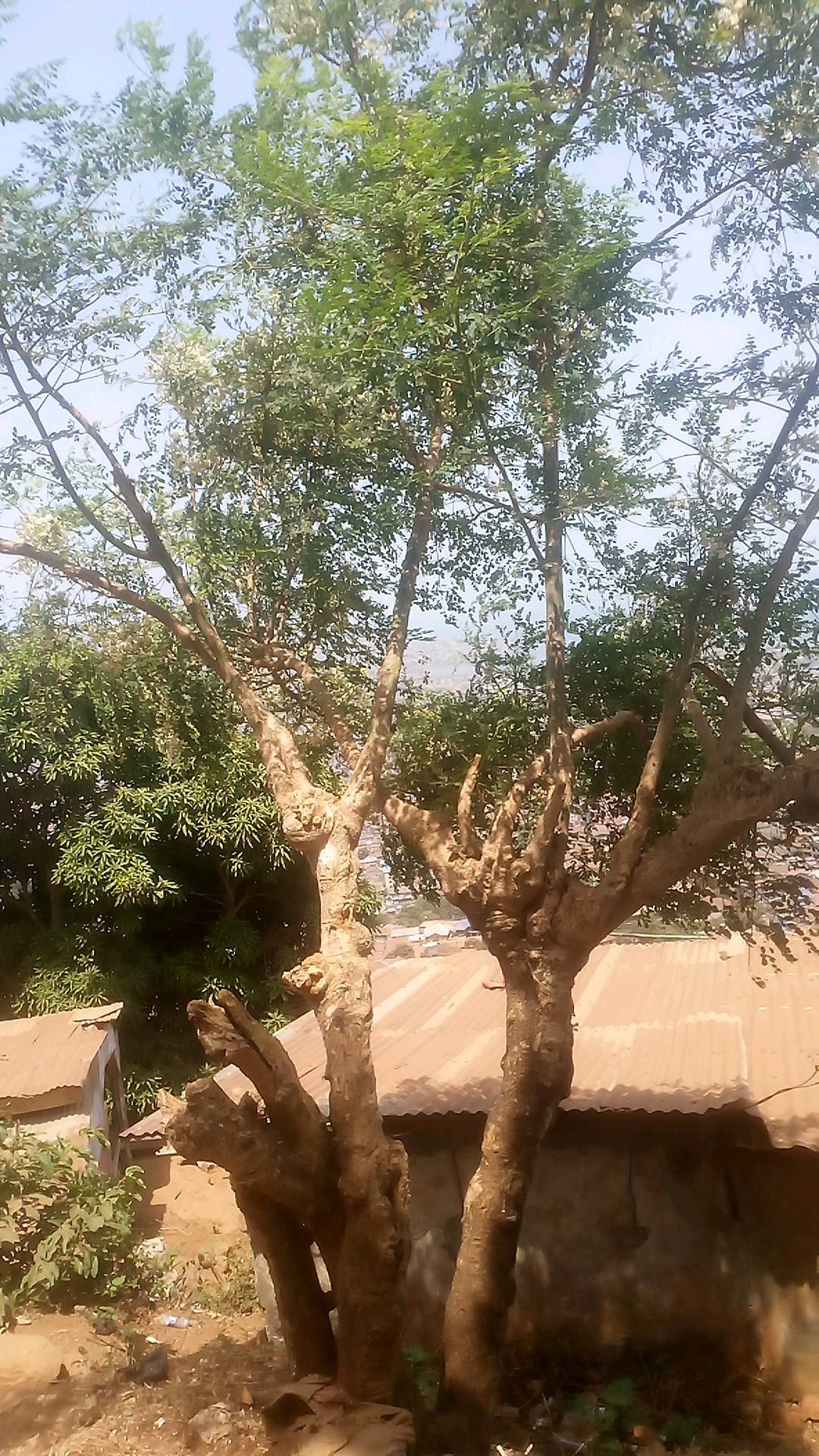 tree