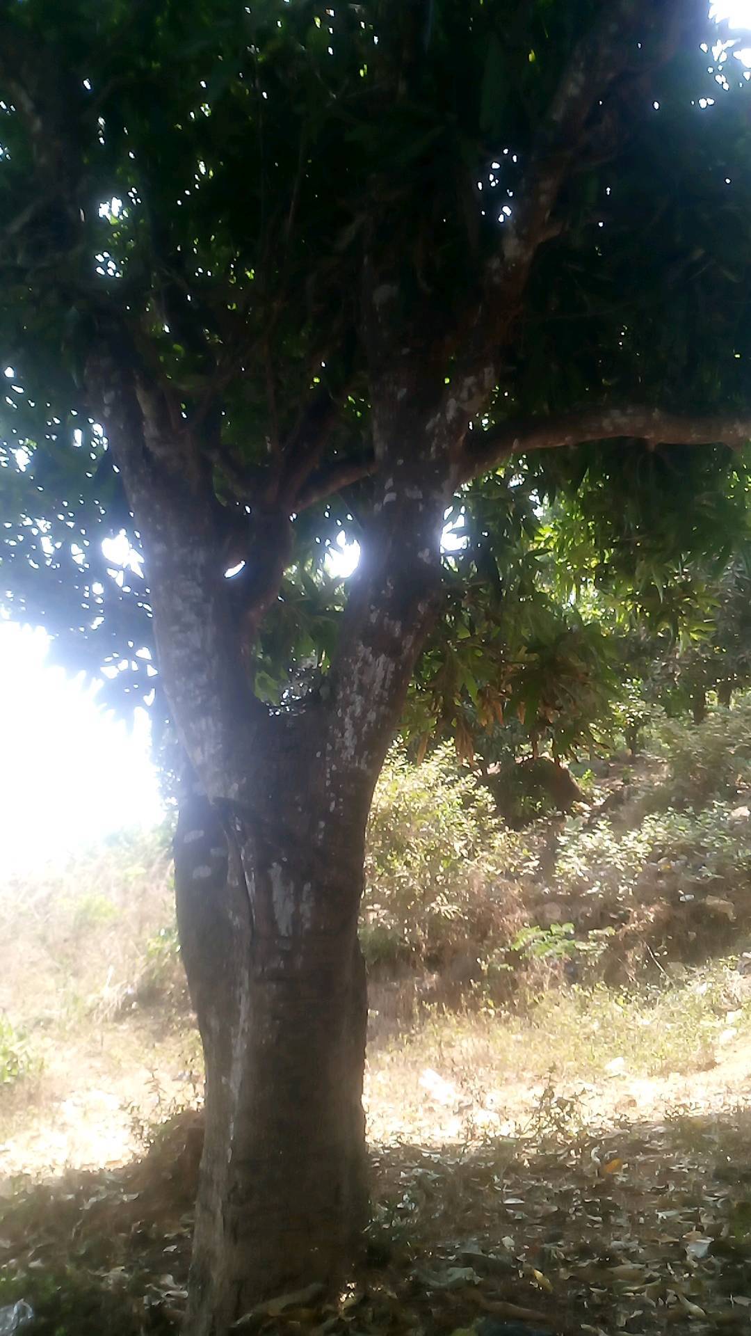 tree