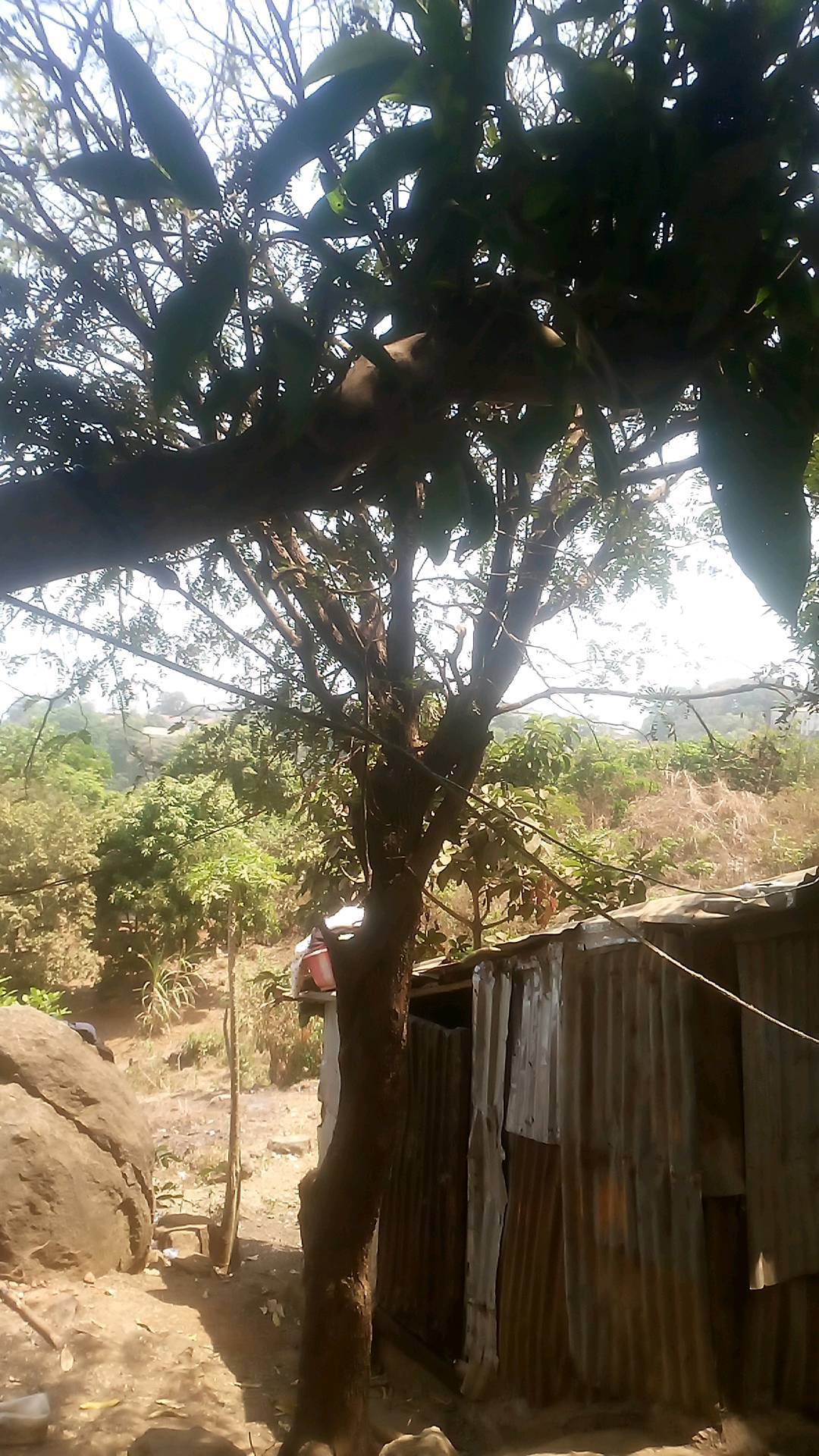 tree