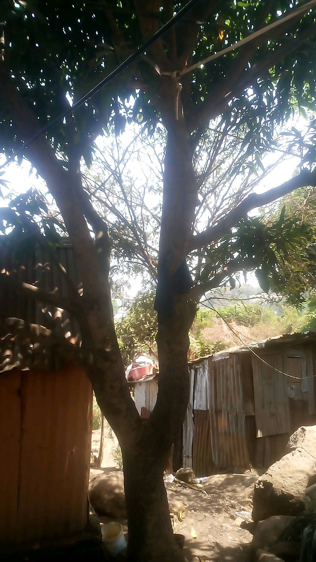 tree