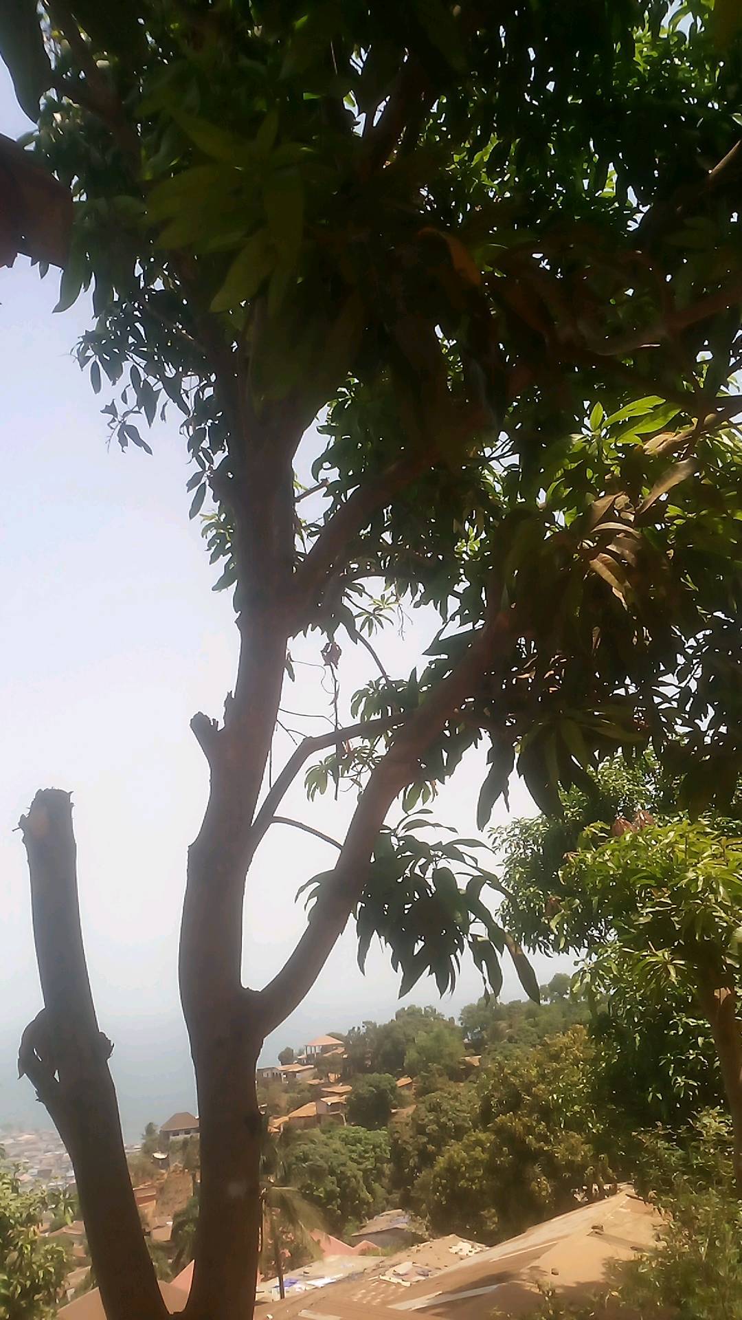 tree