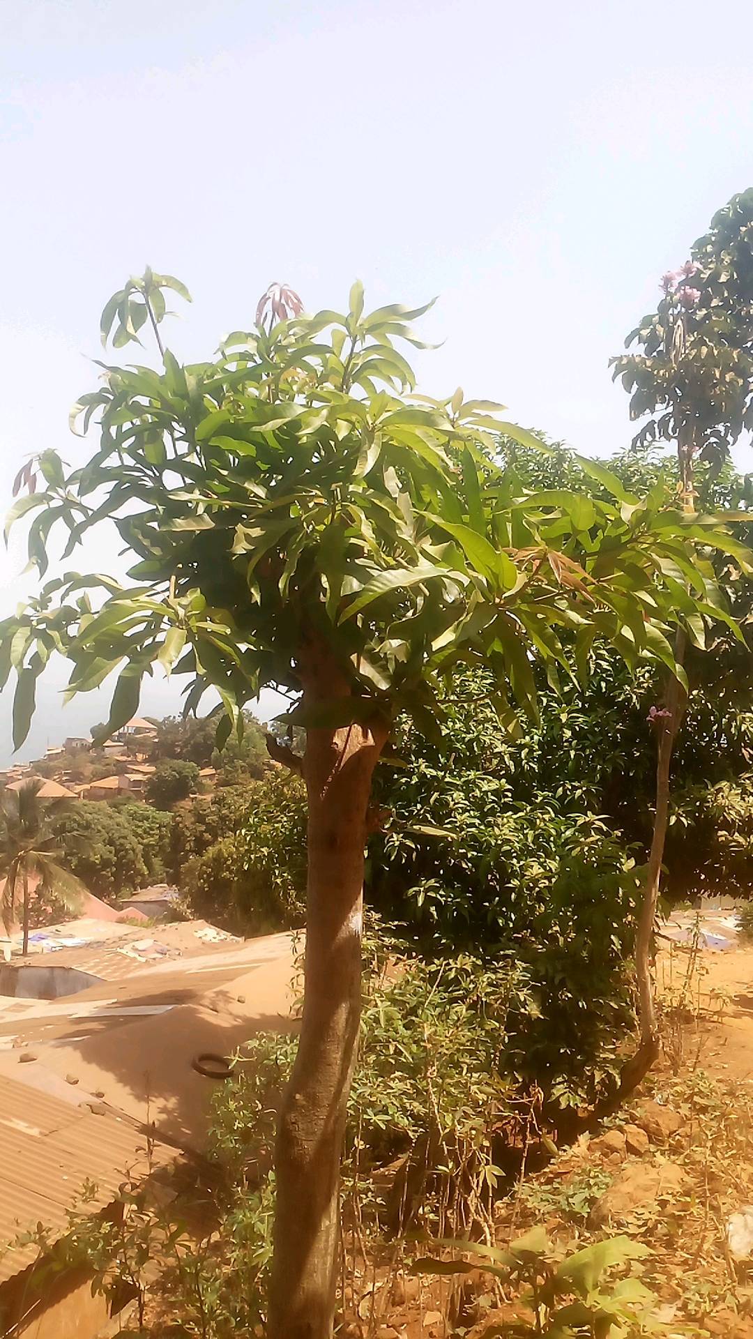 tree