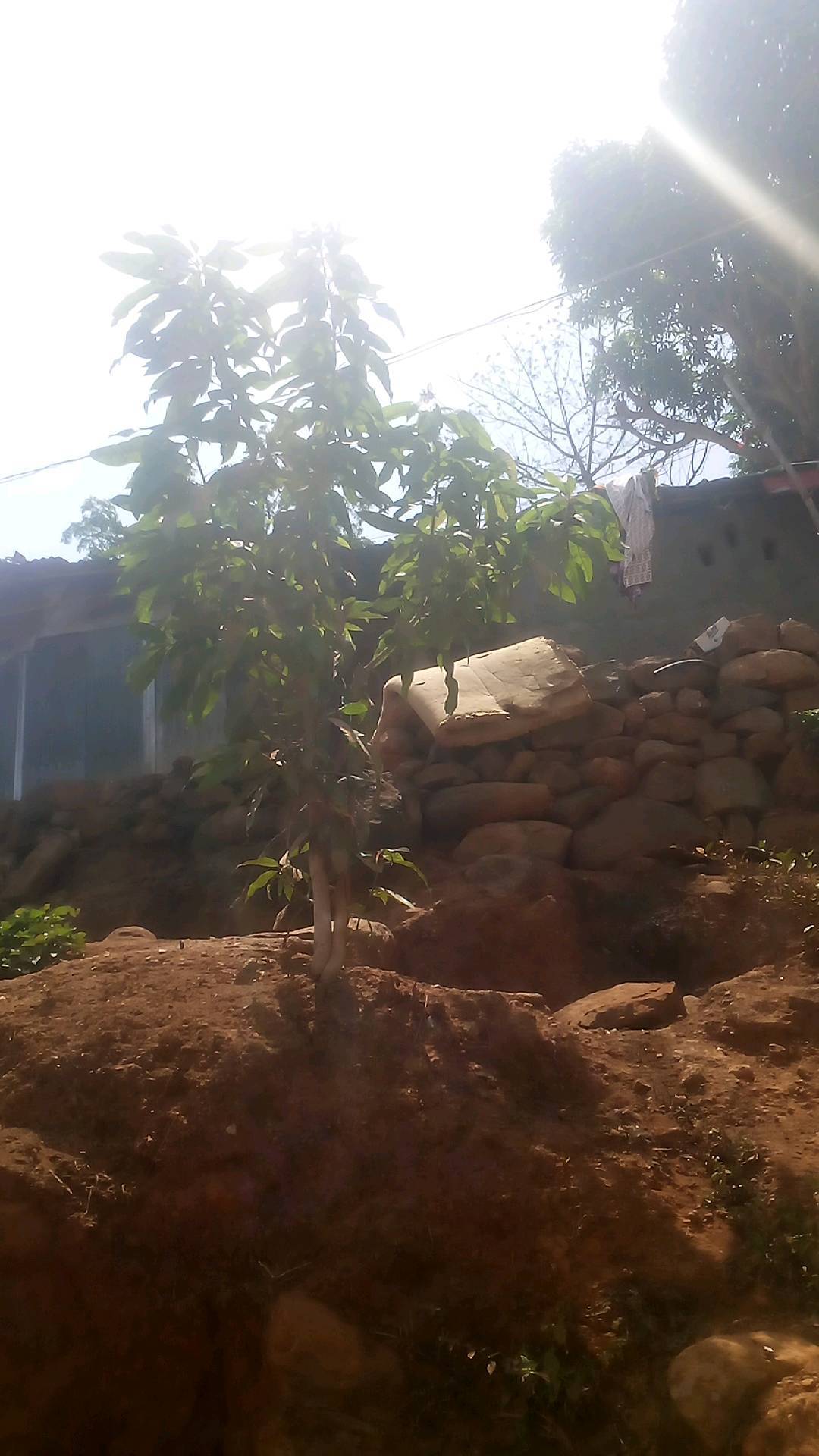 tree