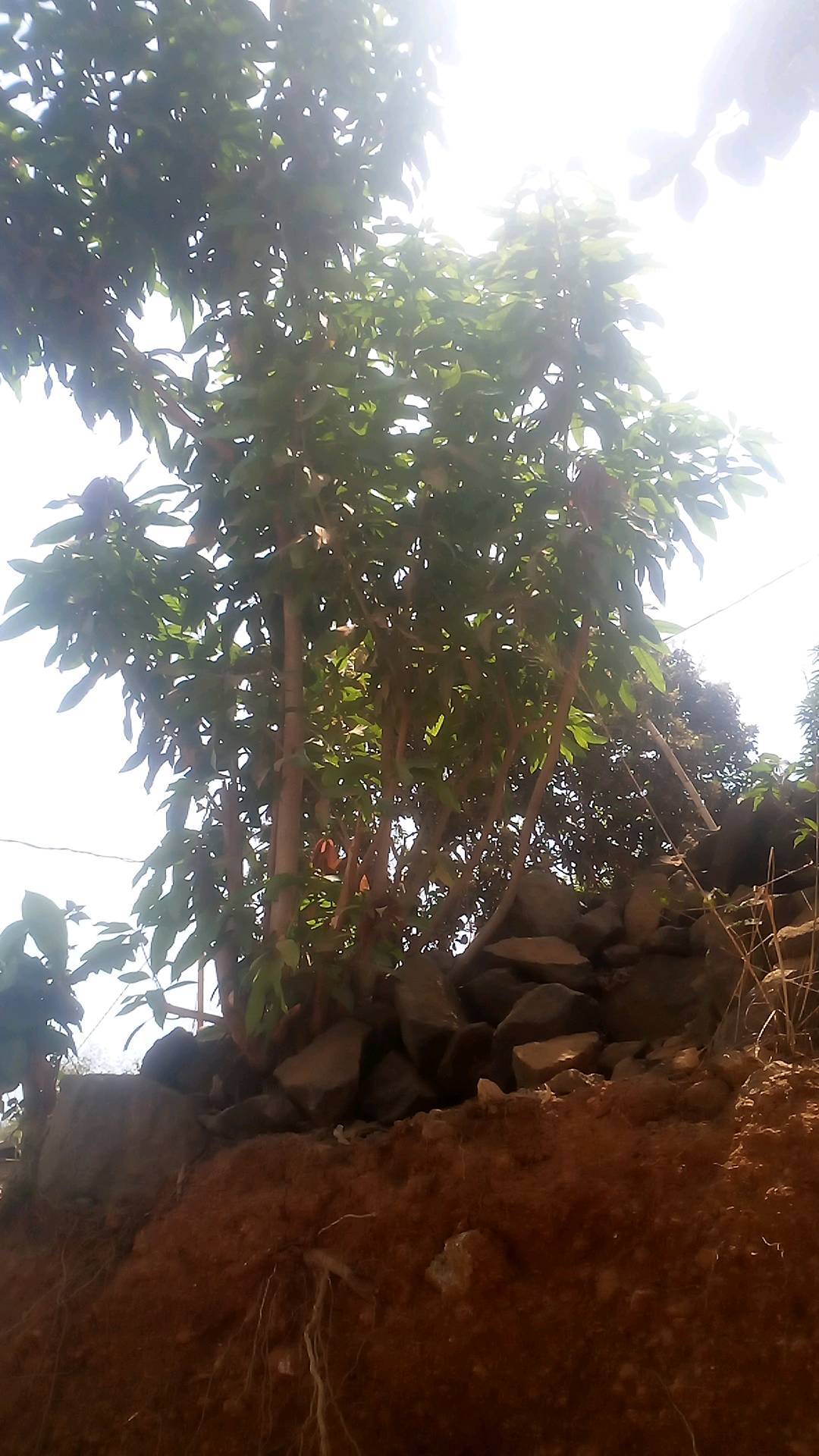 tree