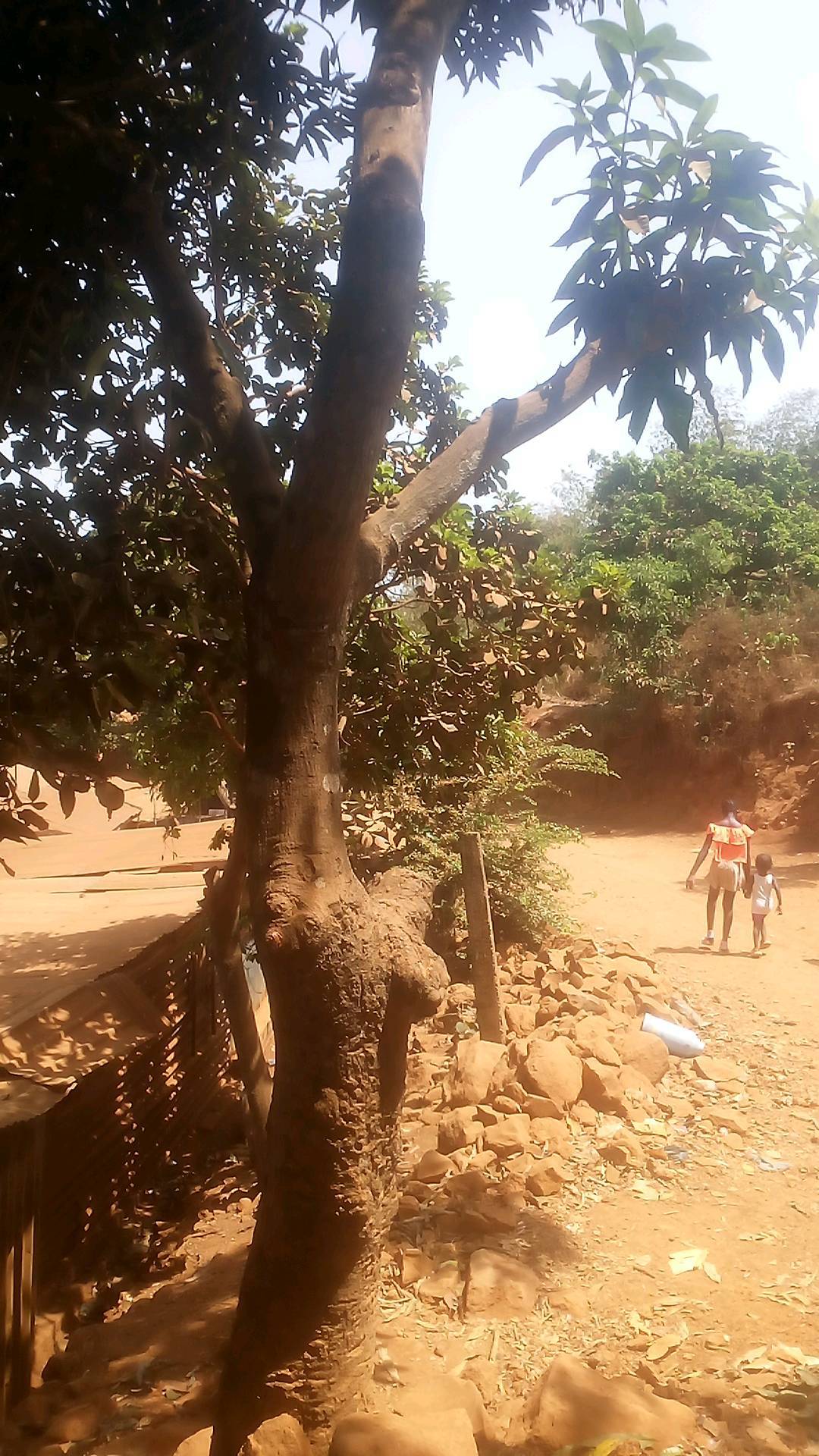 tree