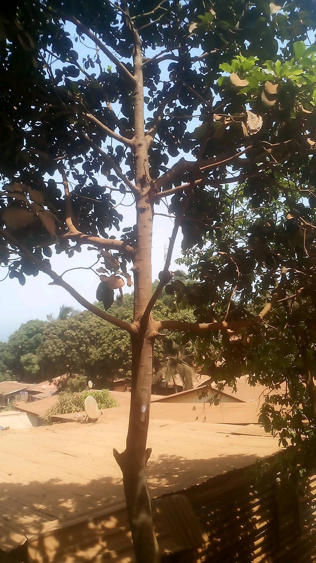 tree