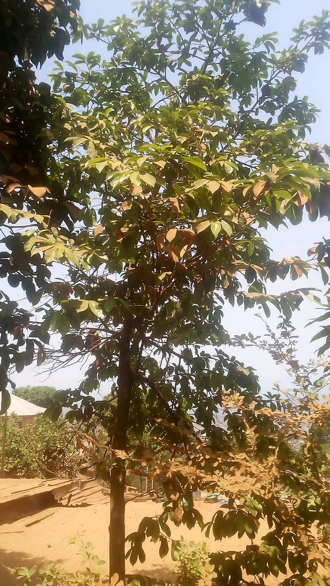 tree