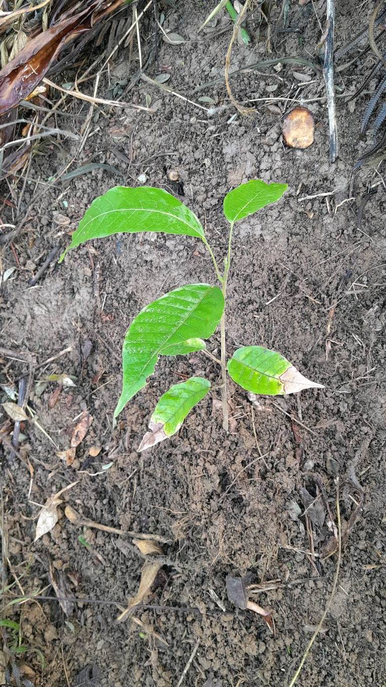 tree