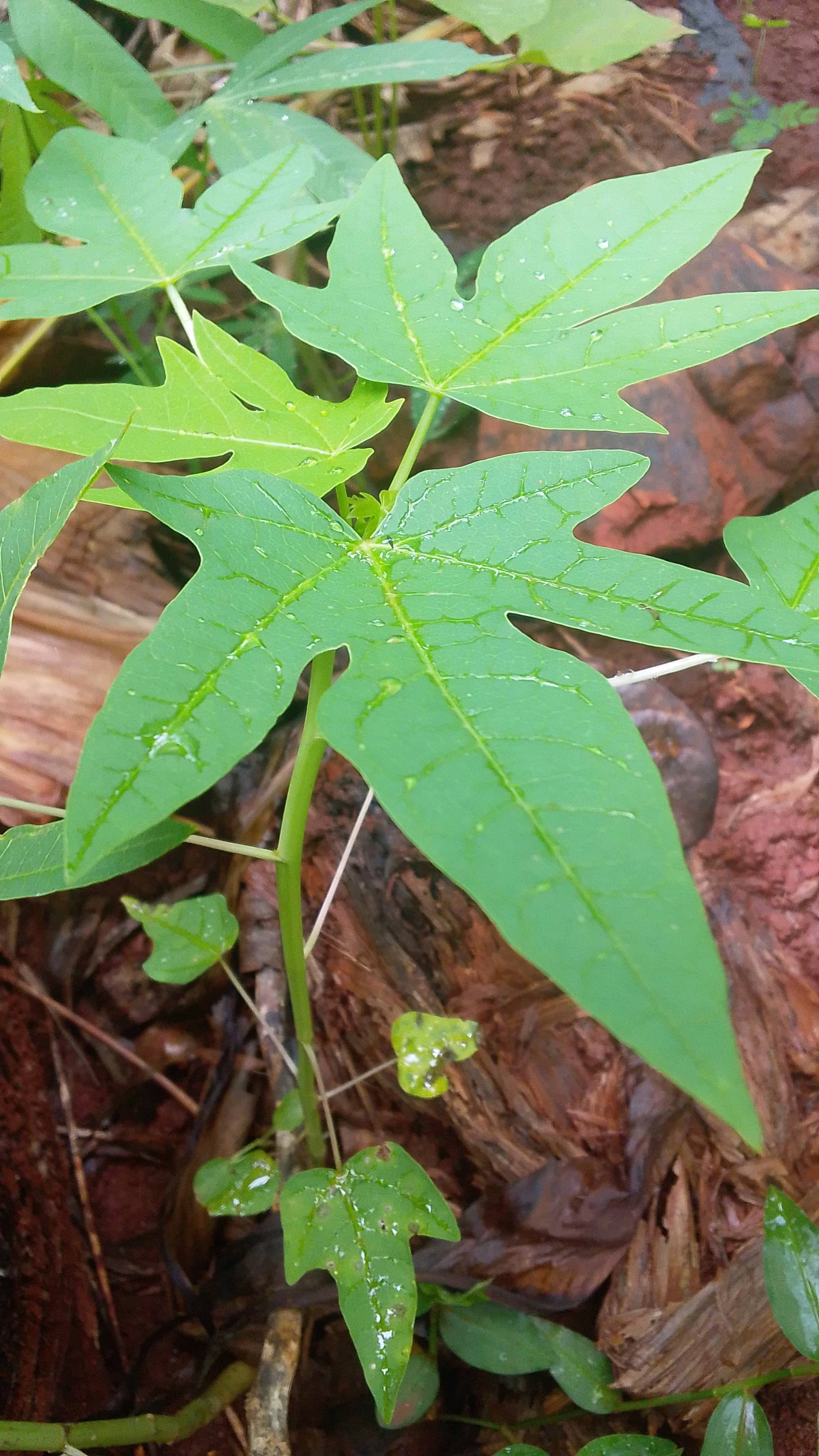 tree