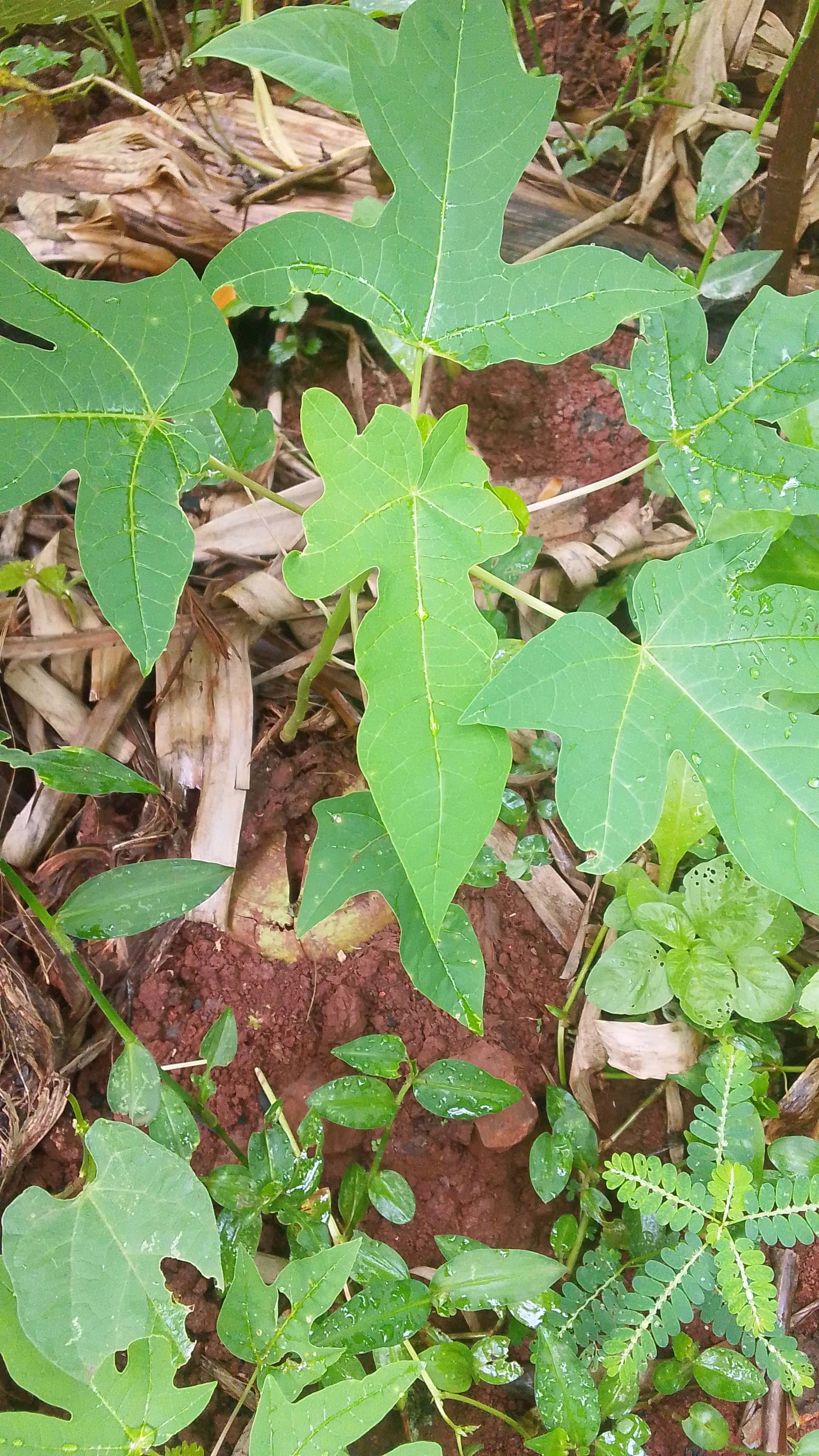 tree