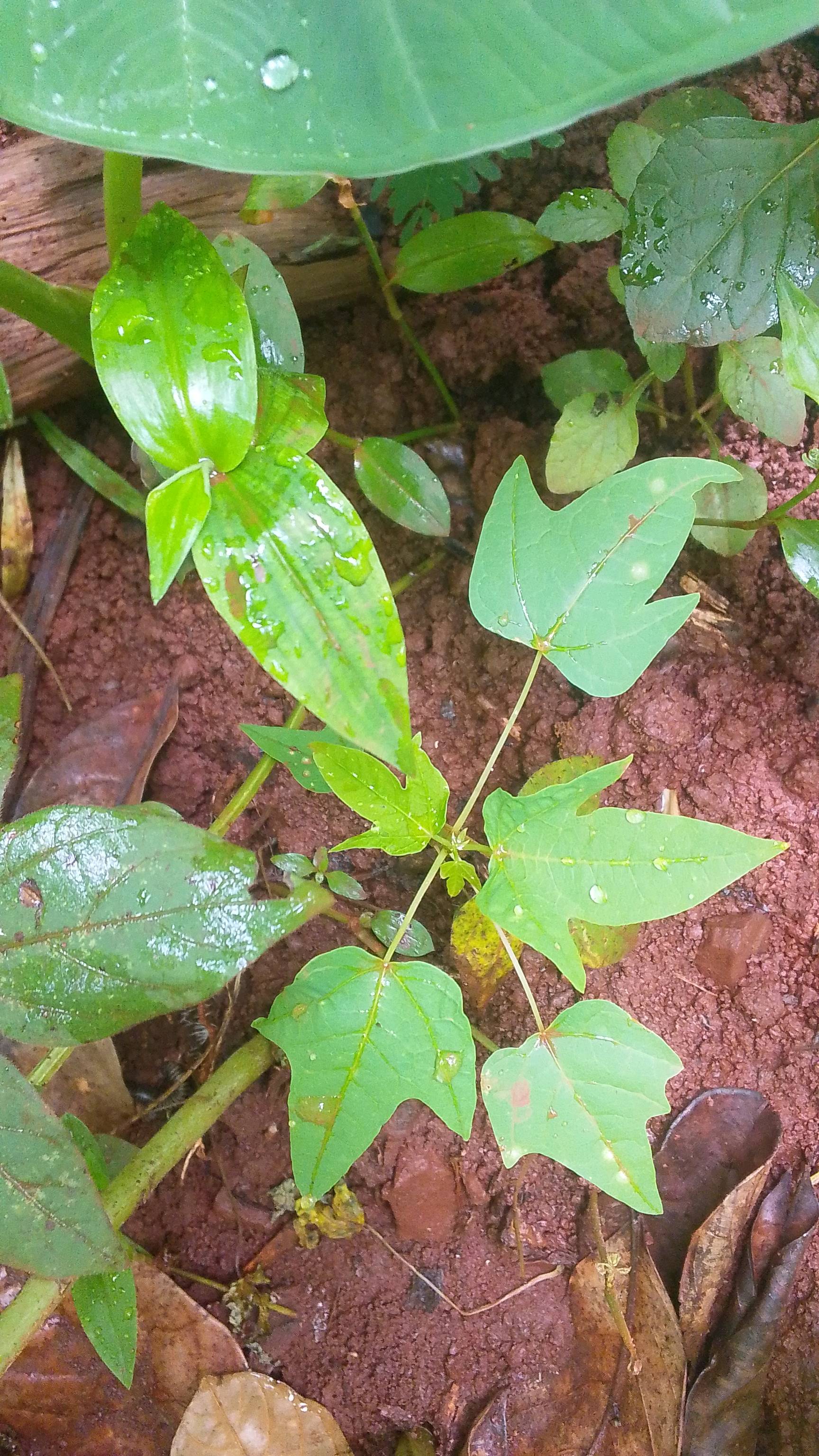 tree