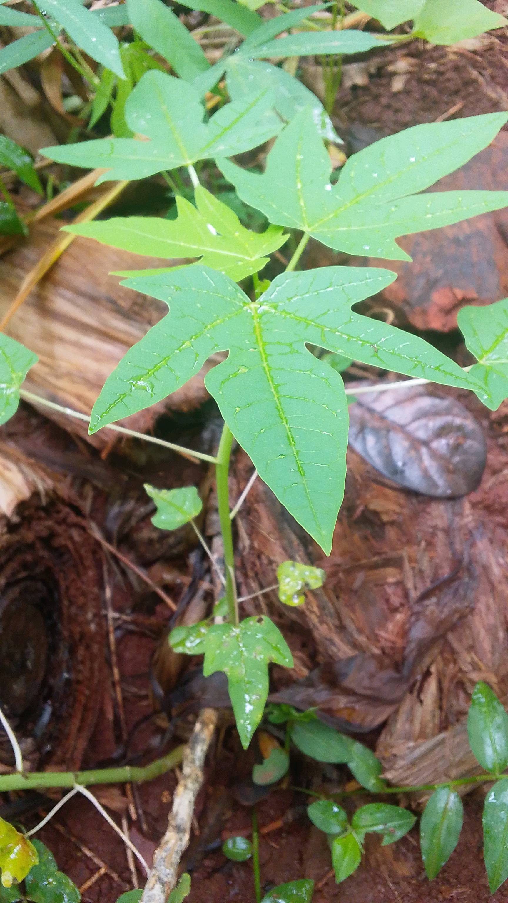 tree