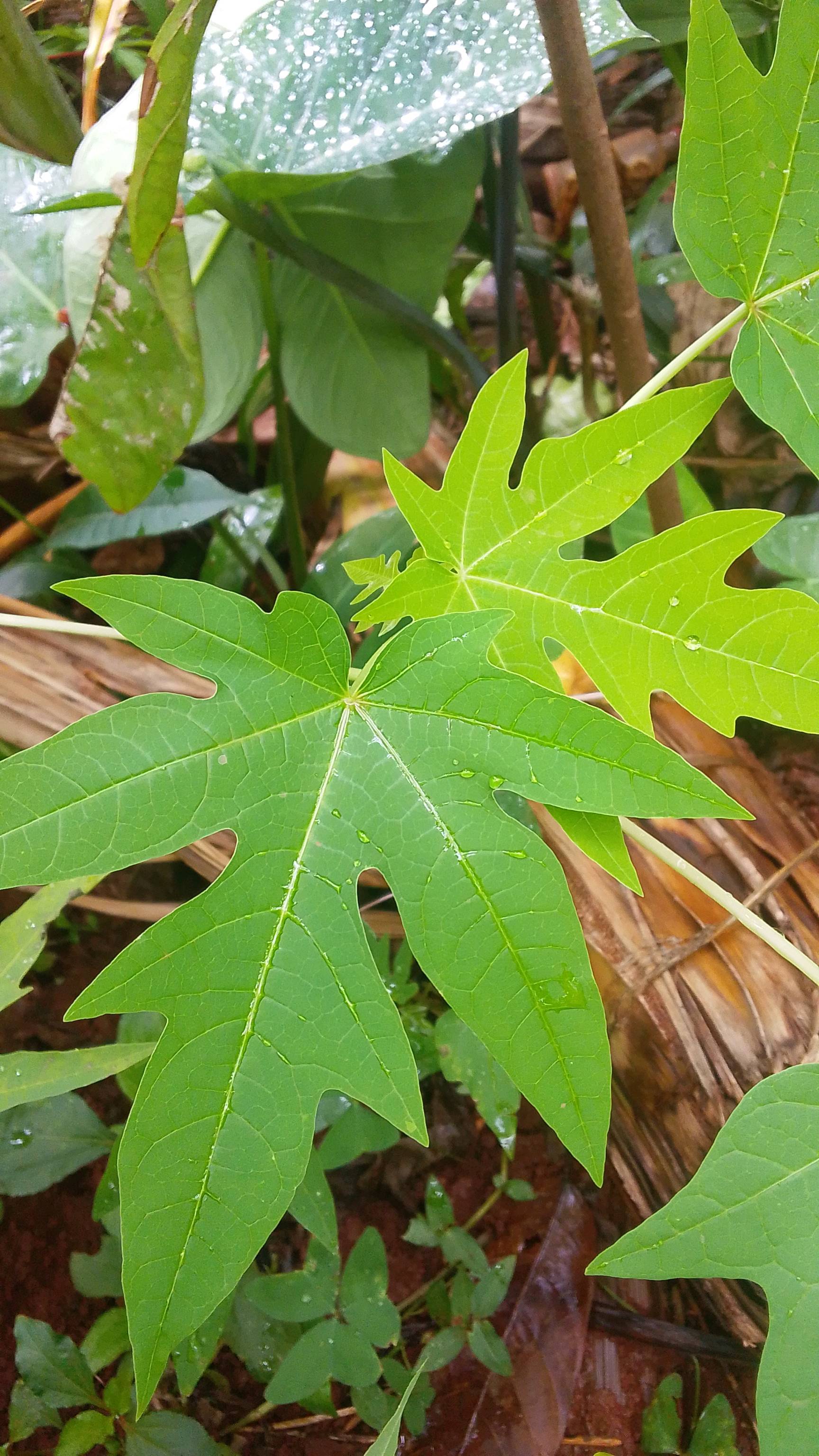 tree