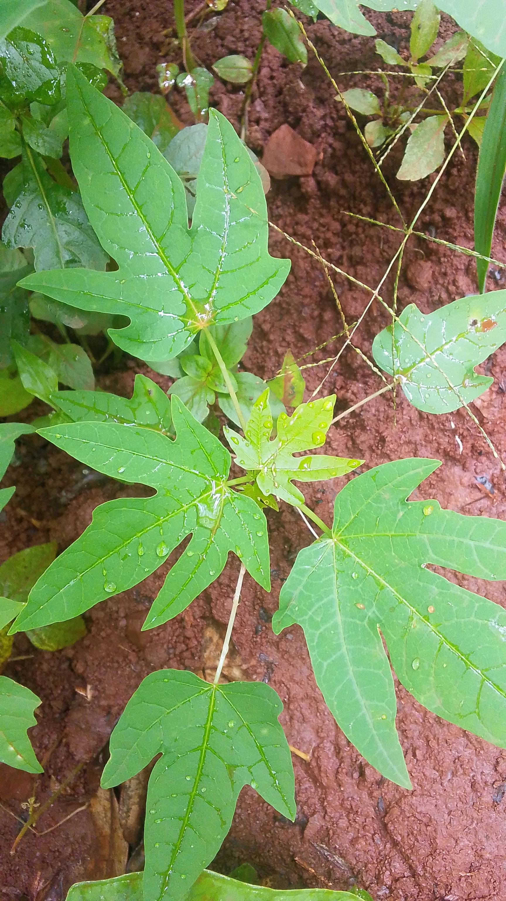 tree