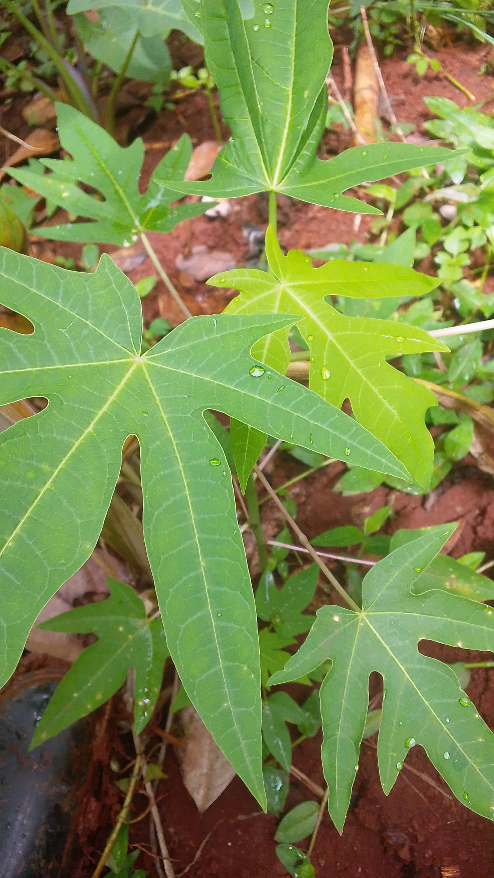 tree