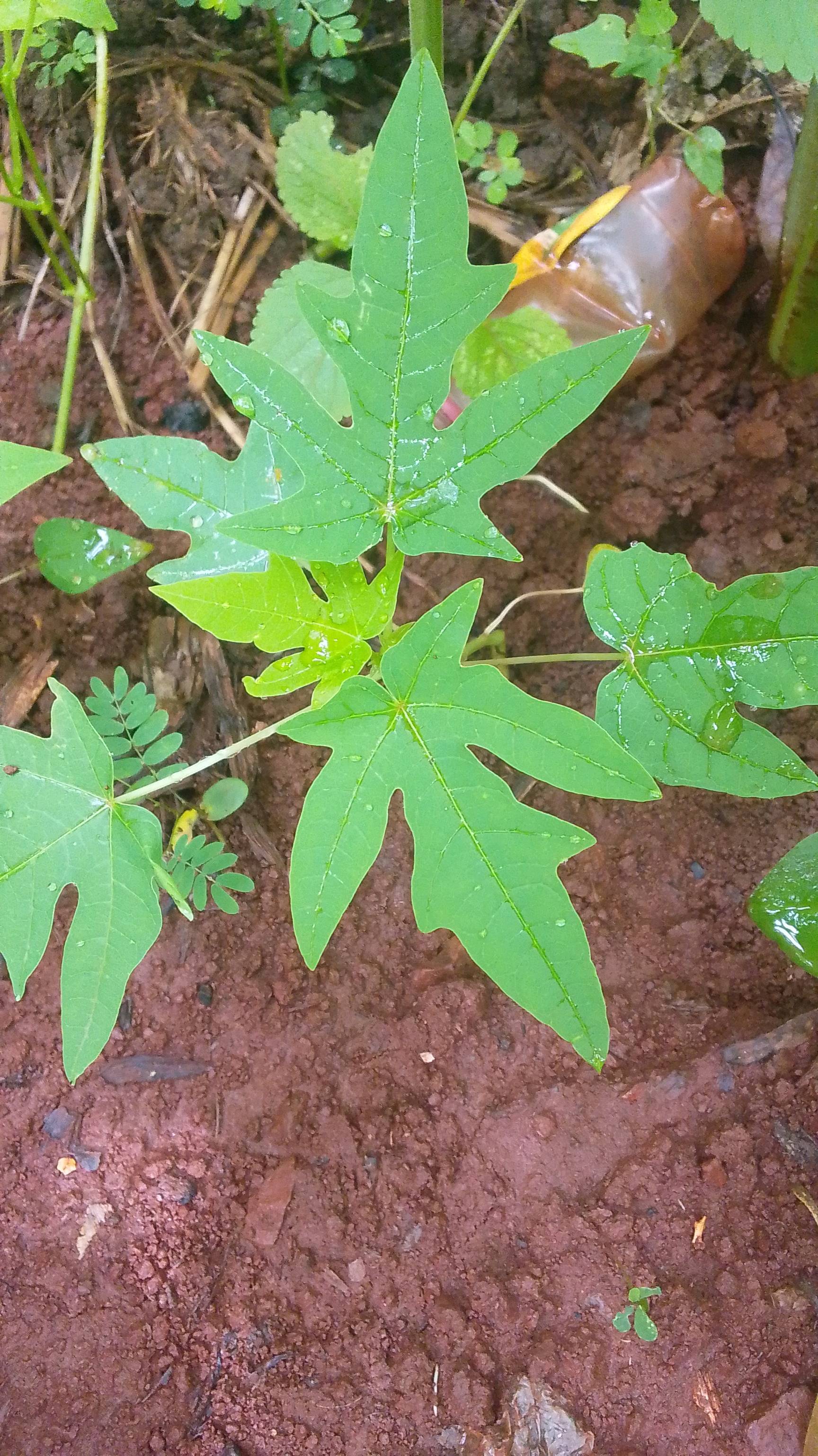 tree
