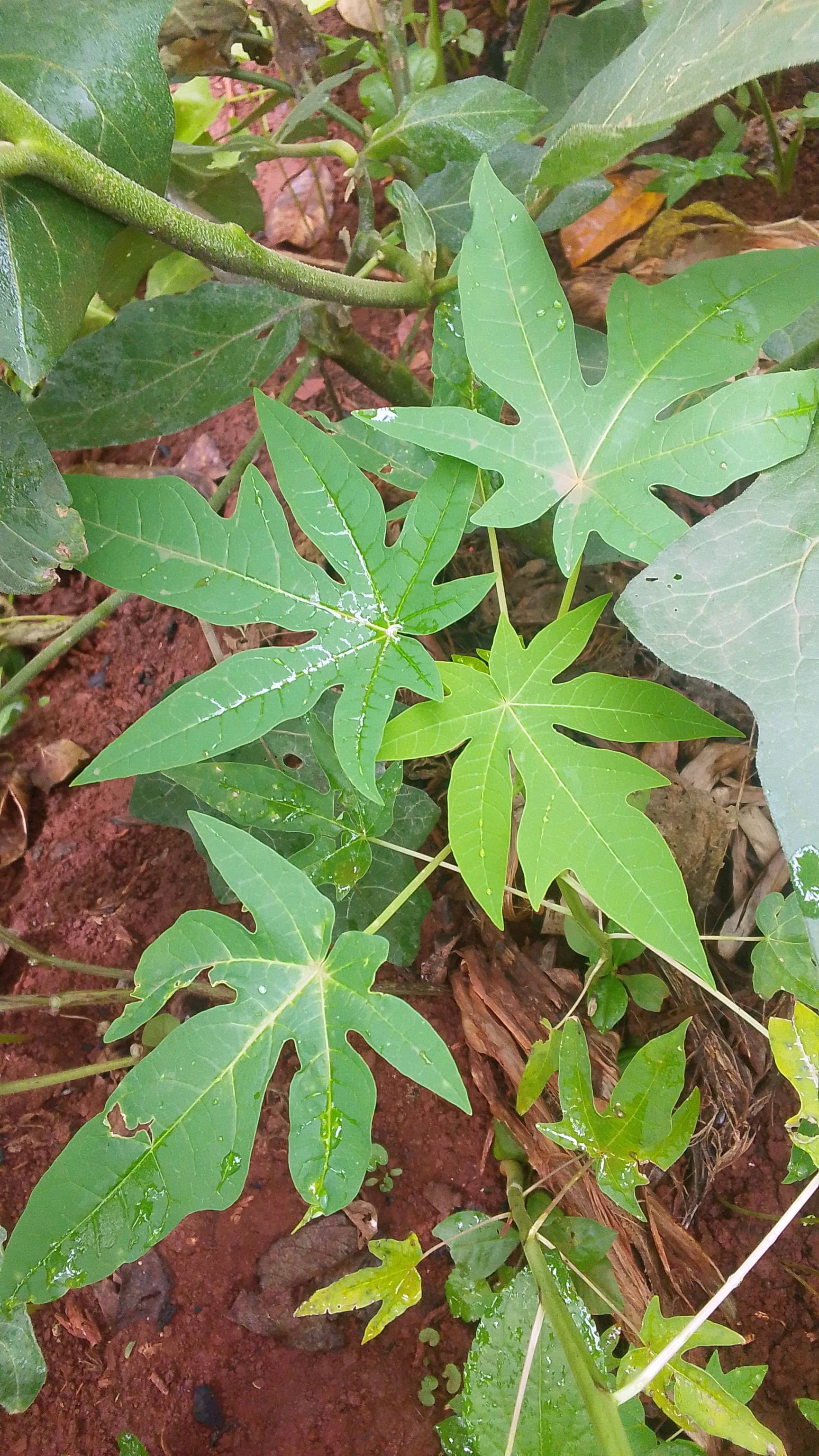tree