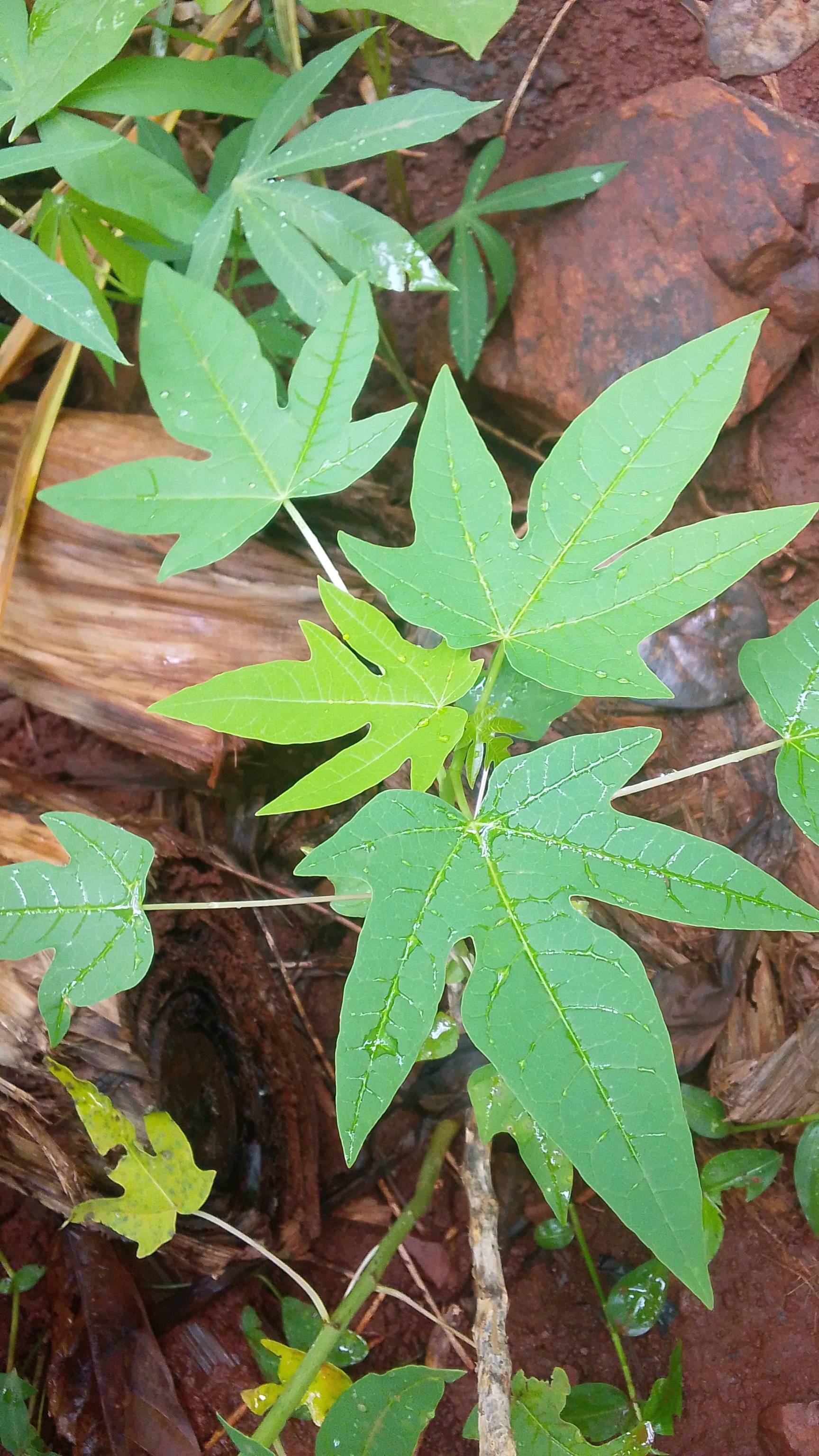 tree