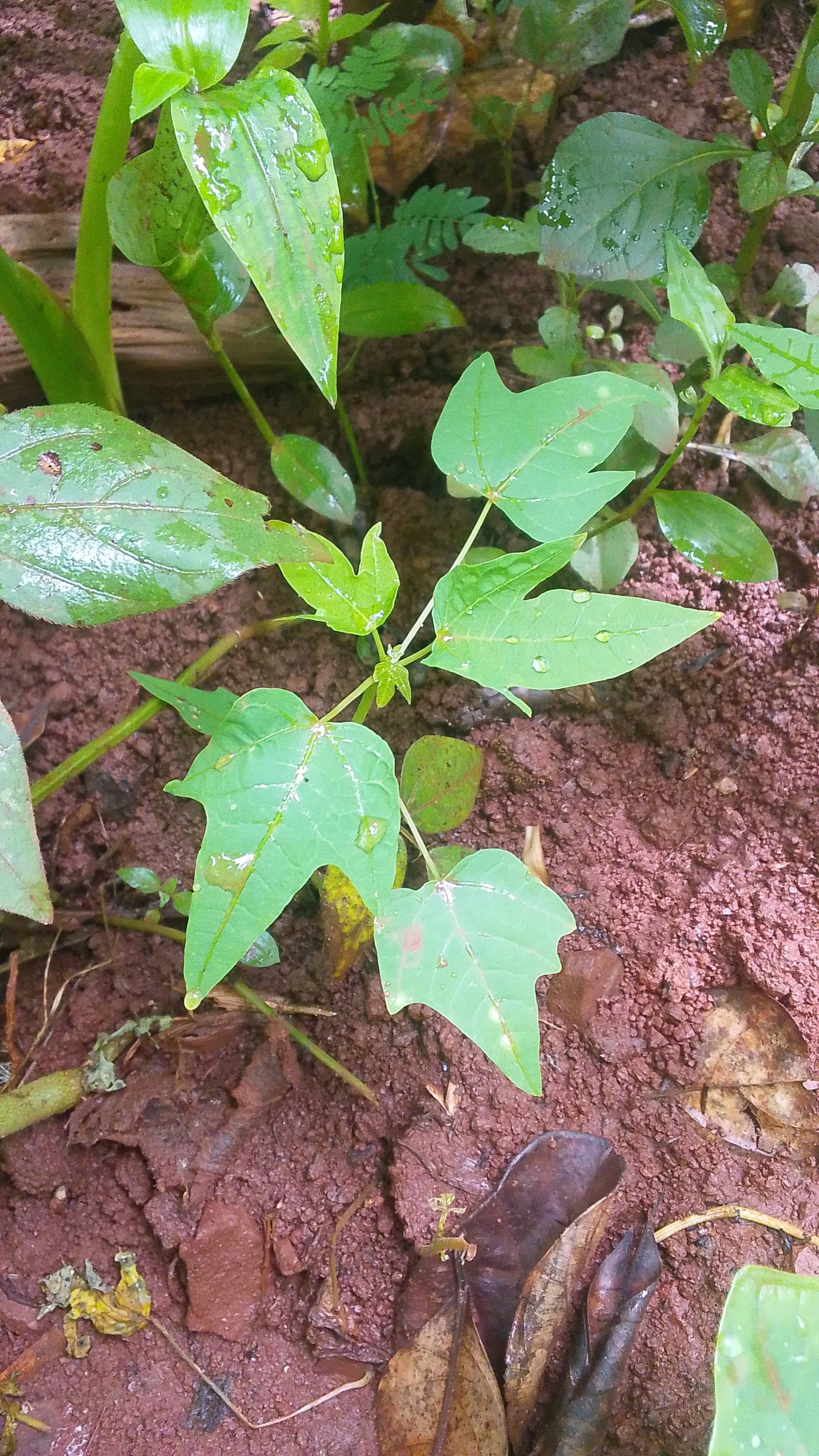 tree