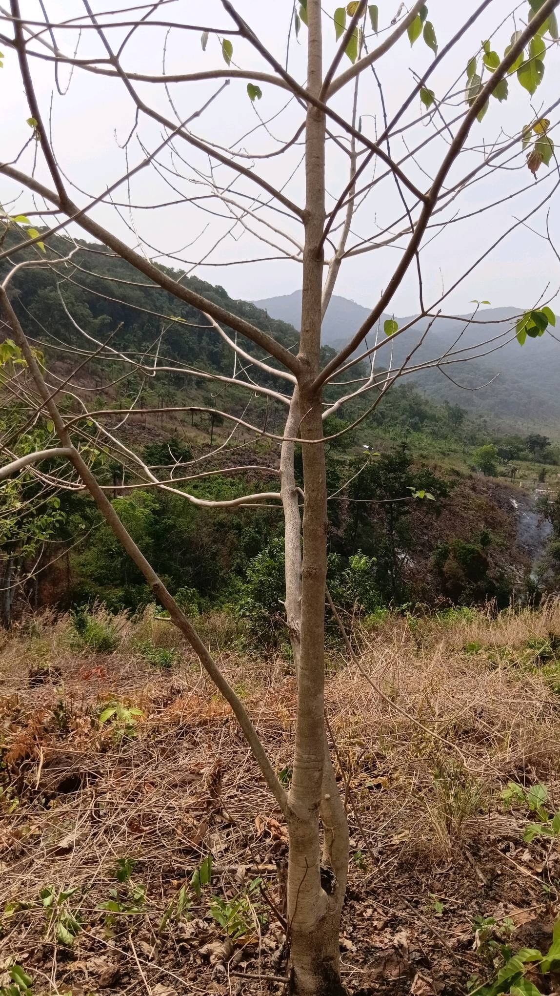 tree