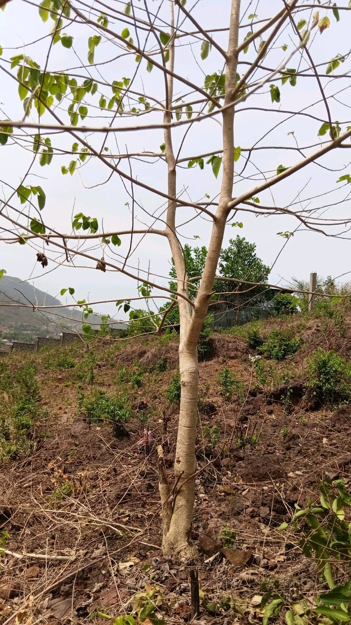 tree
