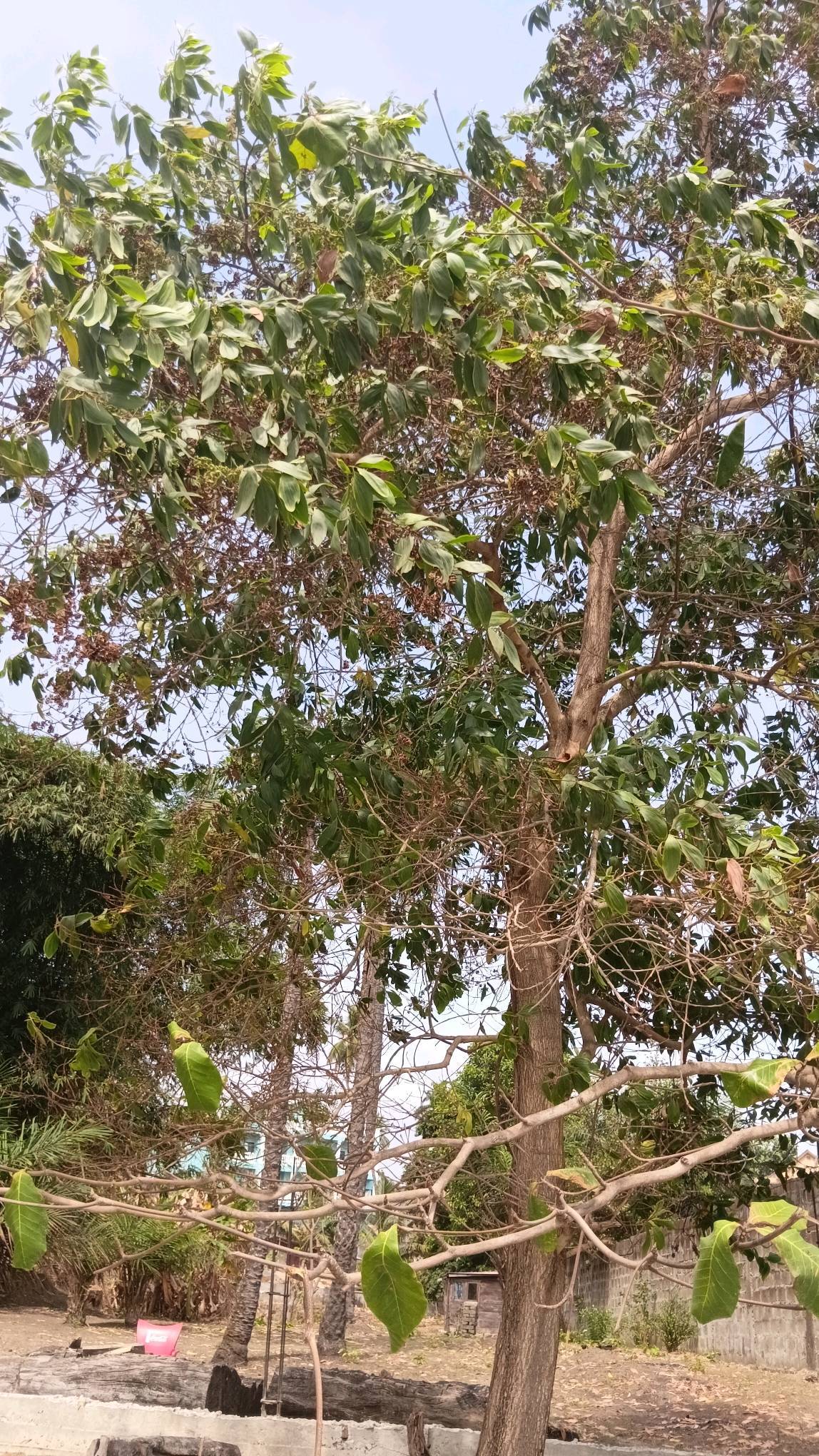 tree