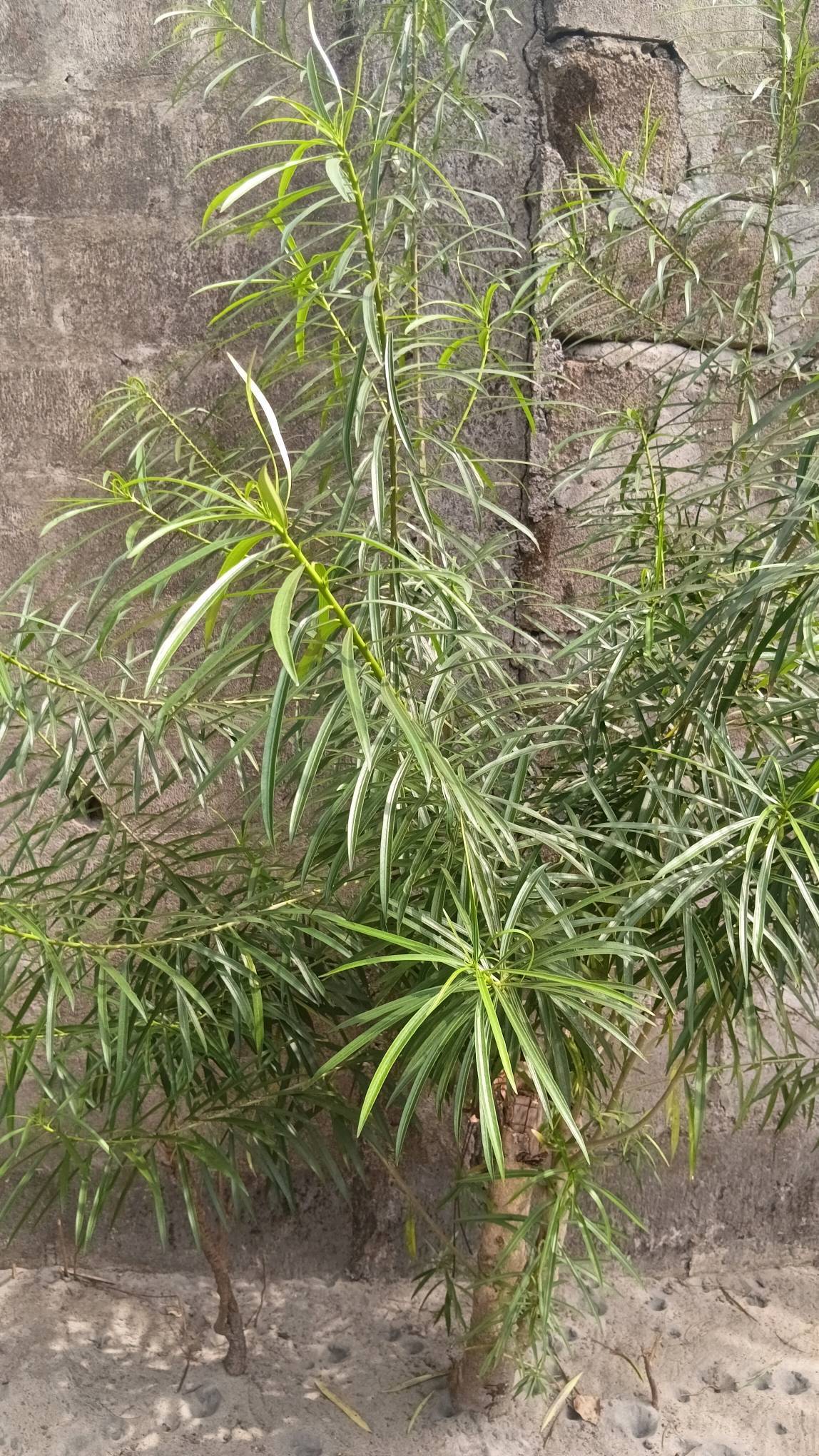 tree