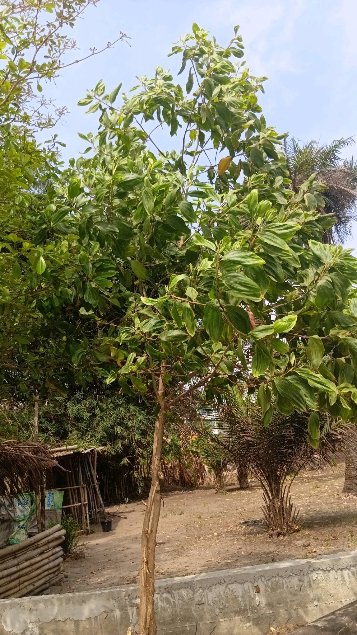 tree