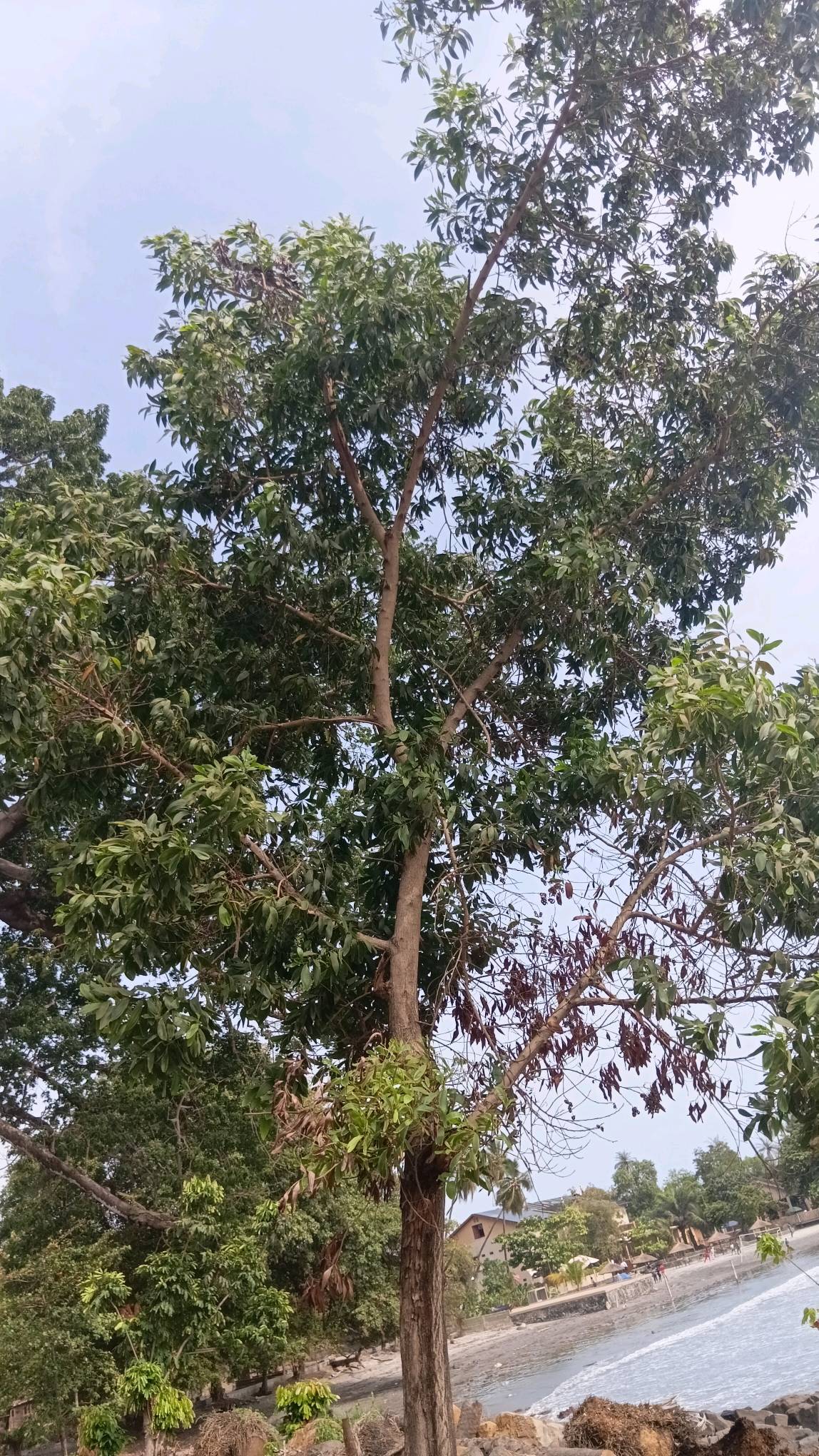 tree