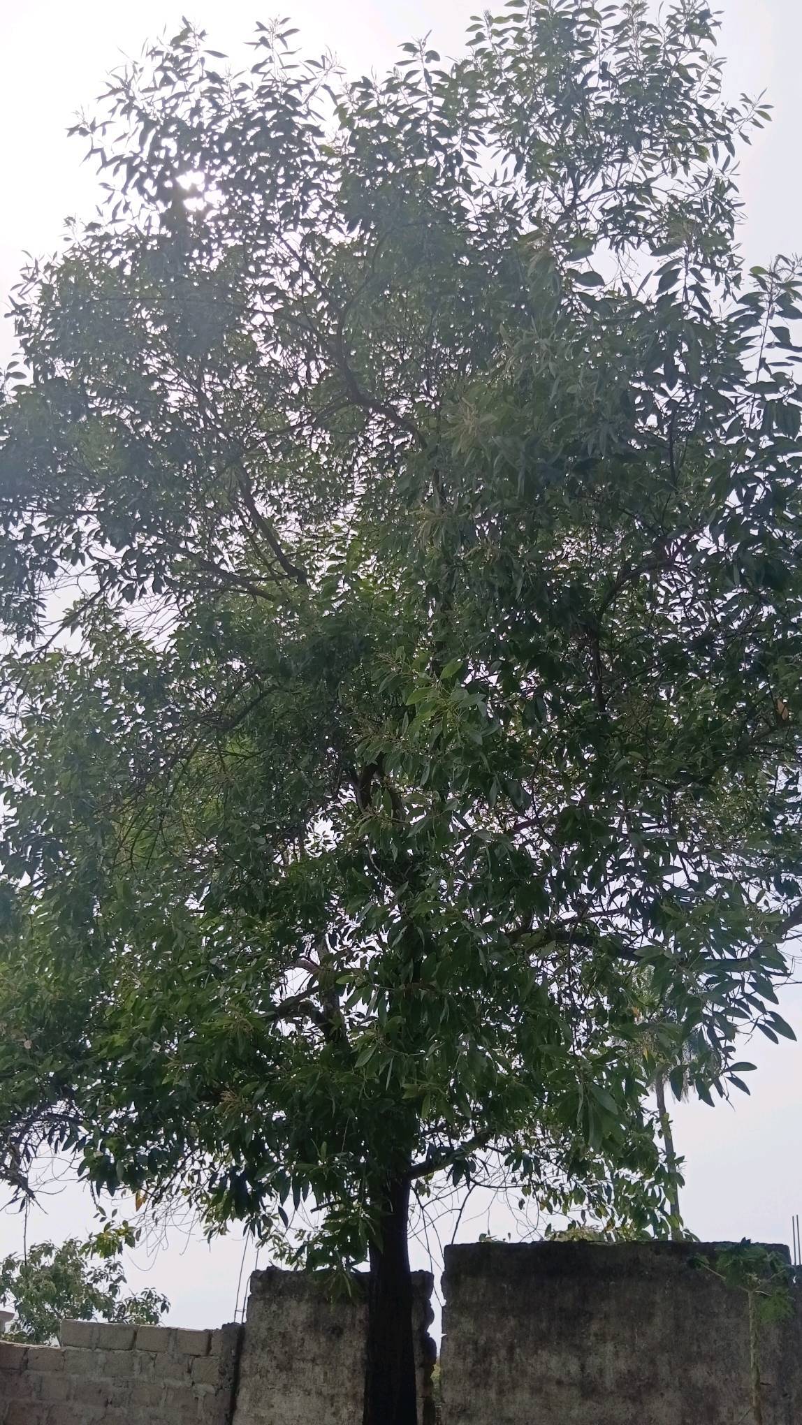 tree